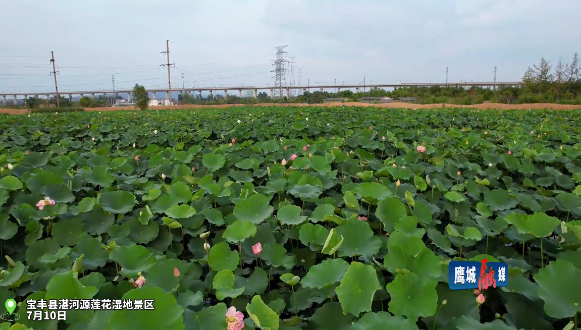 宝丰县湛河源莲花湿地荷韵莲香美不胜收