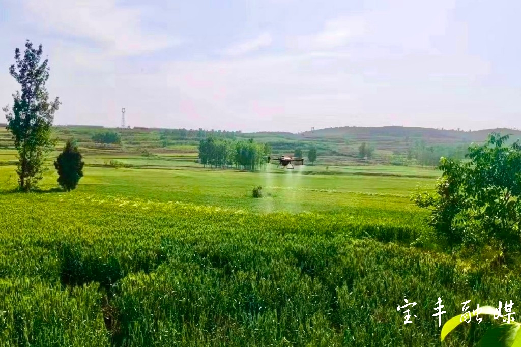 宝丰县大营镇抓好小麦灌浆期田间管理确保夏粮颗粒归仓