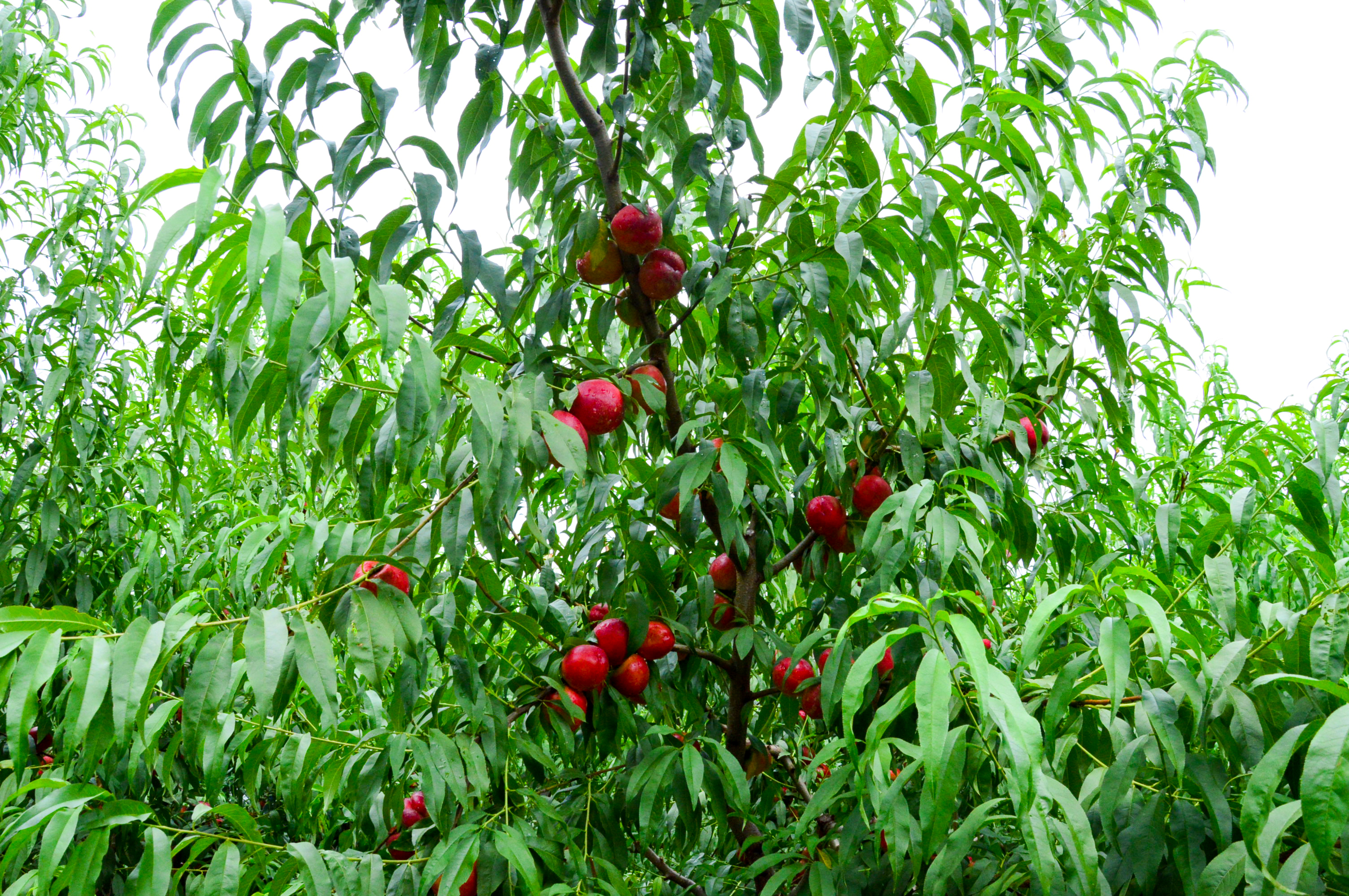 脆甜咱长葛的古雪仙桃您吃过吗50亩大桃园现摘现吃