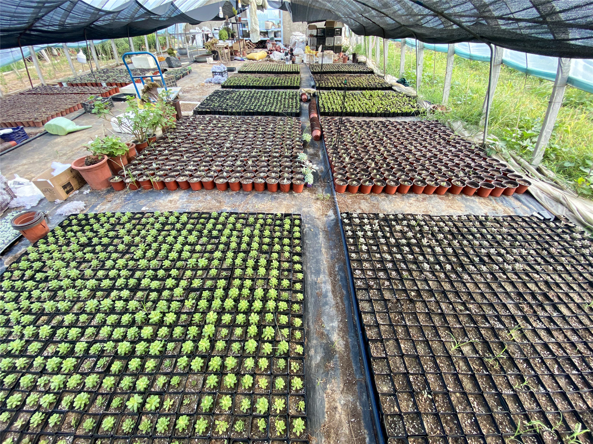 长葛小伙迷上种植大学毕业回来建大棚搭起绿植王国