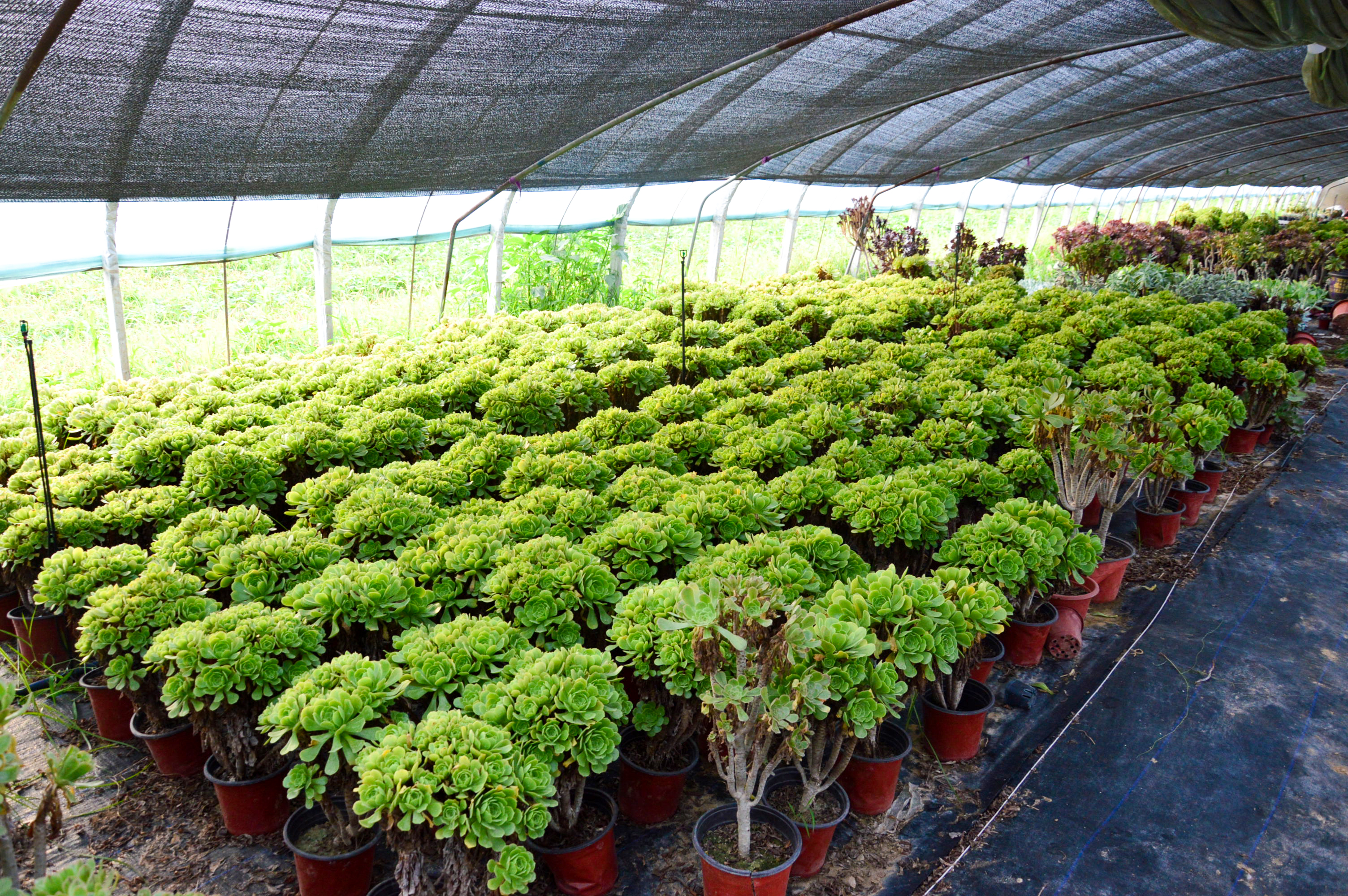 长葛小伙迷上种植大学毕业回来建大棚搭起绿植王国