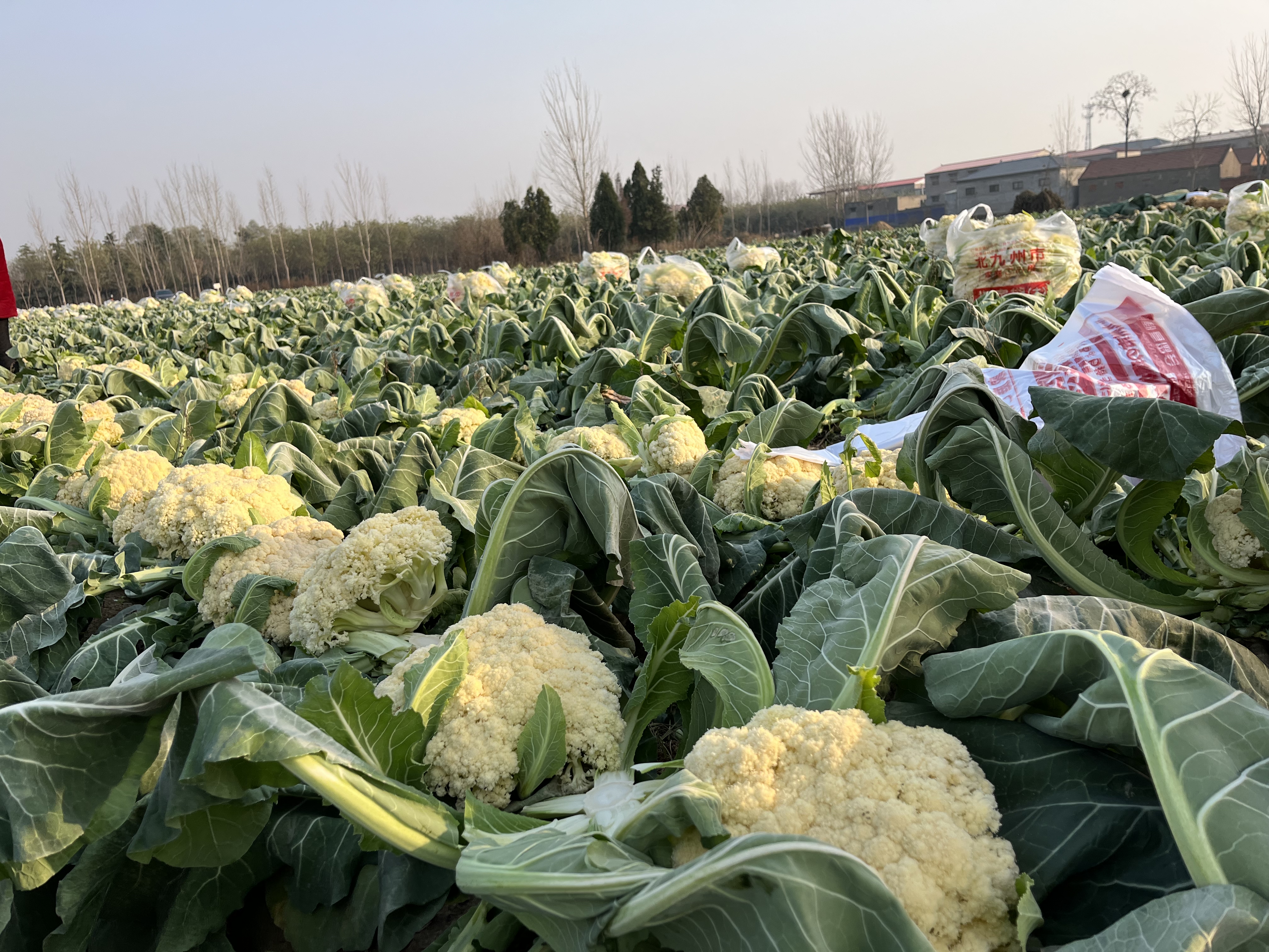 出口品质长葛这60亩菜便宜卖花菜5毛白菜3毛