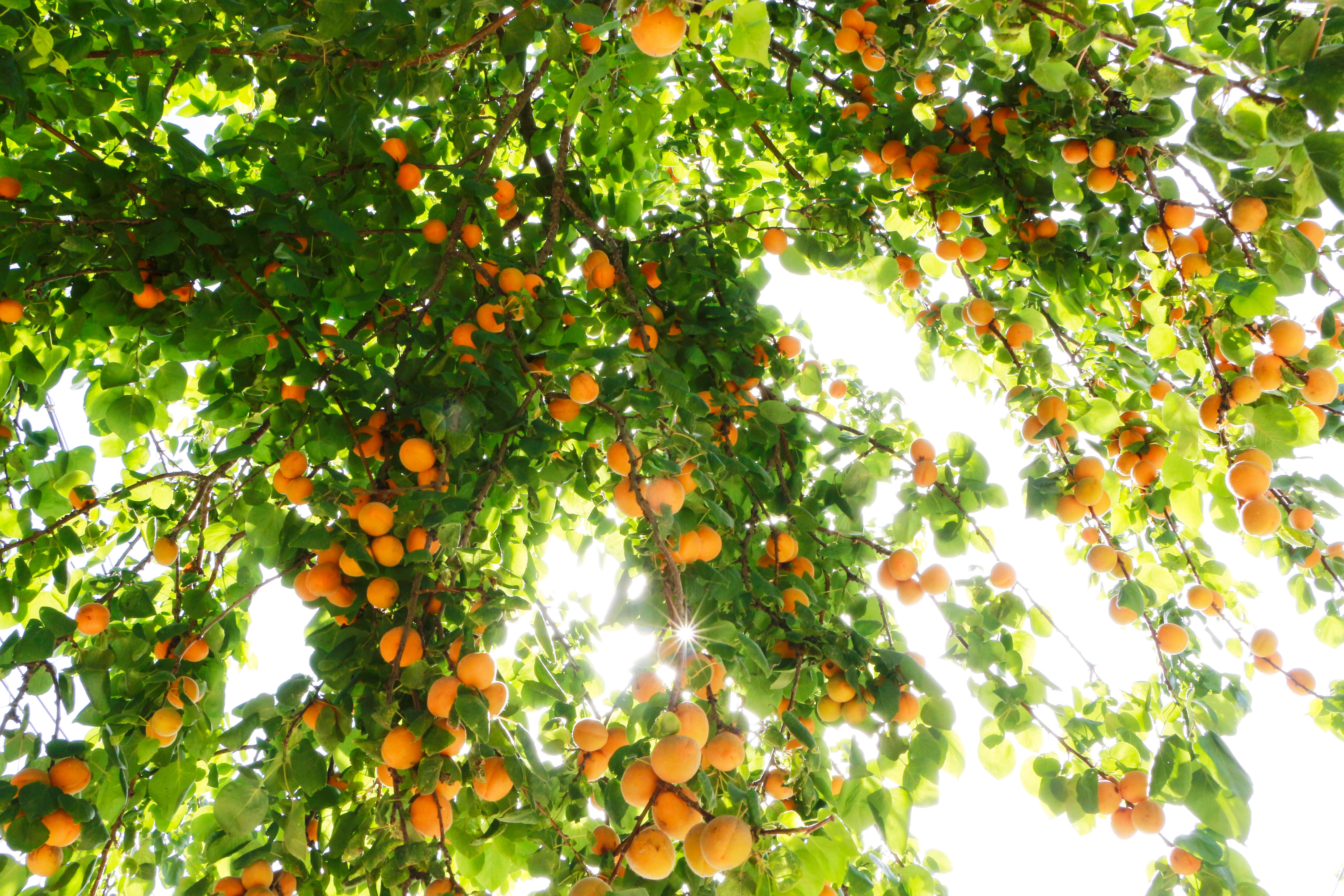 河南长葛果树进村话丰年