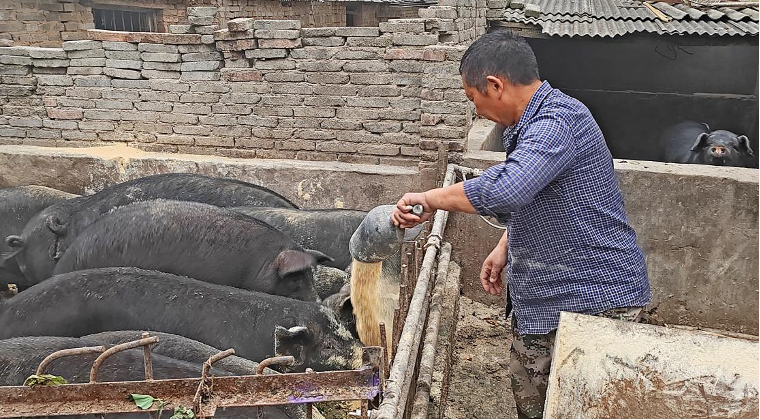 长葛这人养猪一年能赚100多万猪肉卖到上海广州