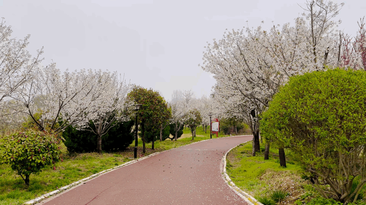 1000多亩!长葛最大"花海"震撼上线……-大象网