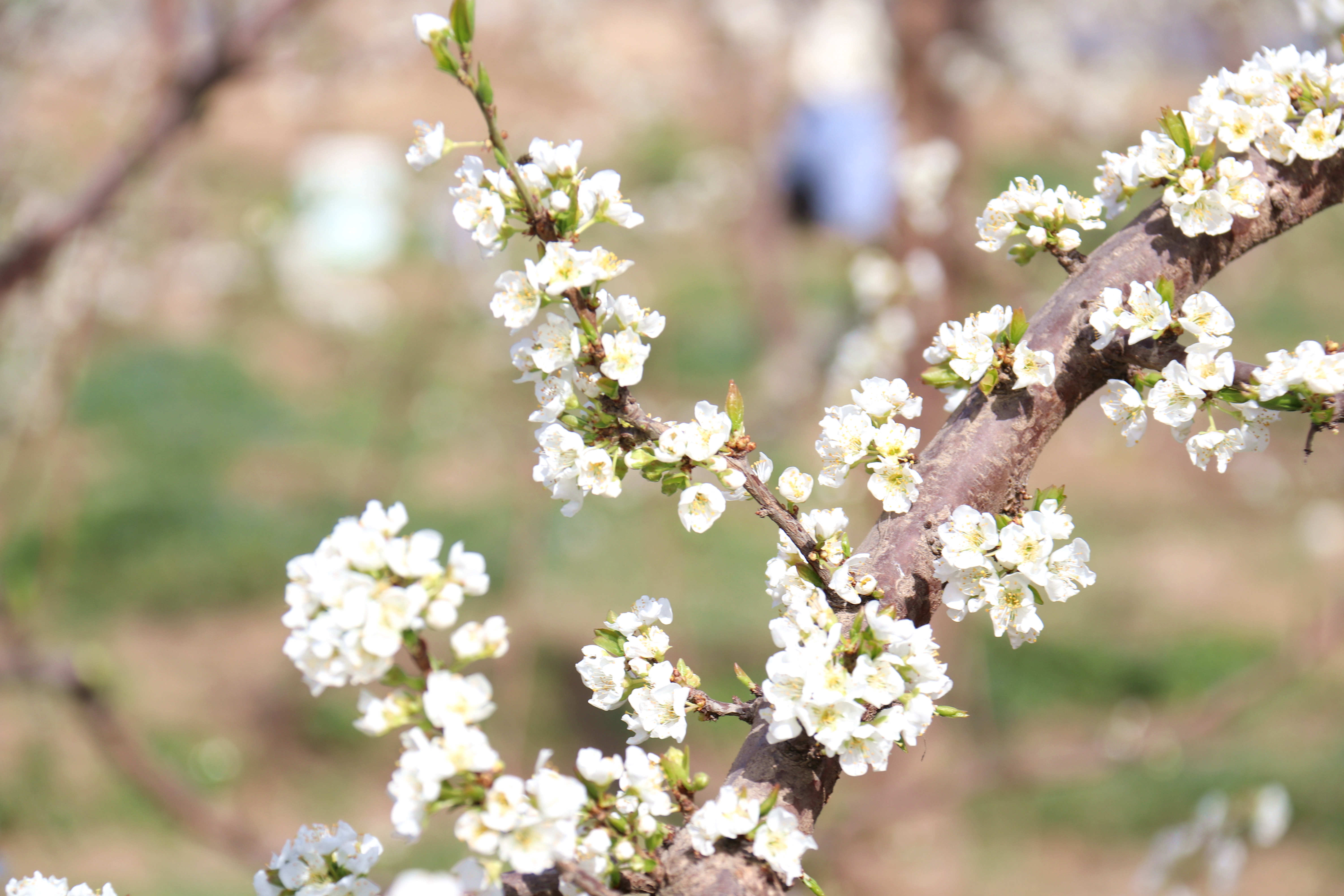 每日一景丨杏李花开-大象网