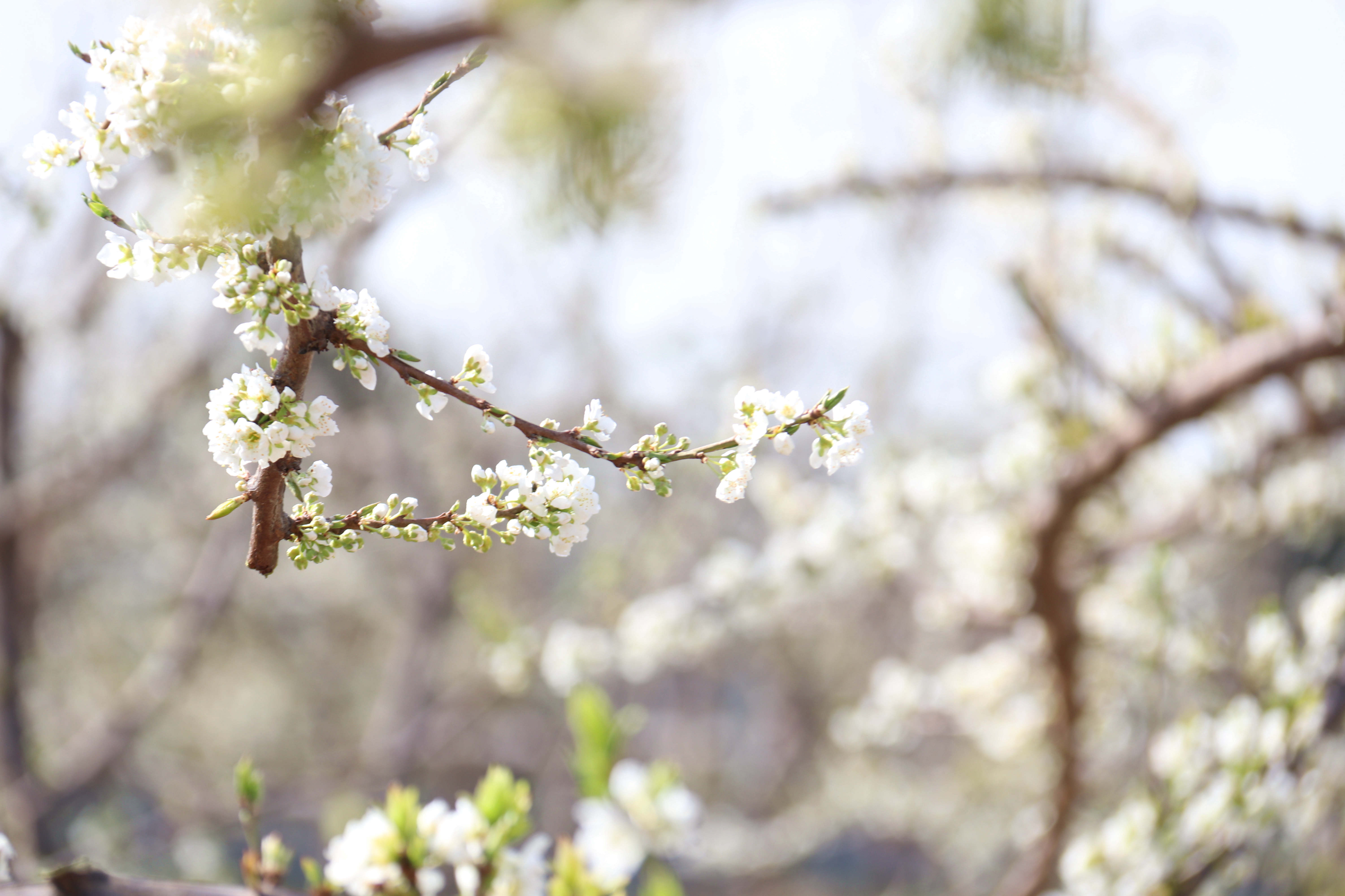 每日一景丨杏李花开-大象网