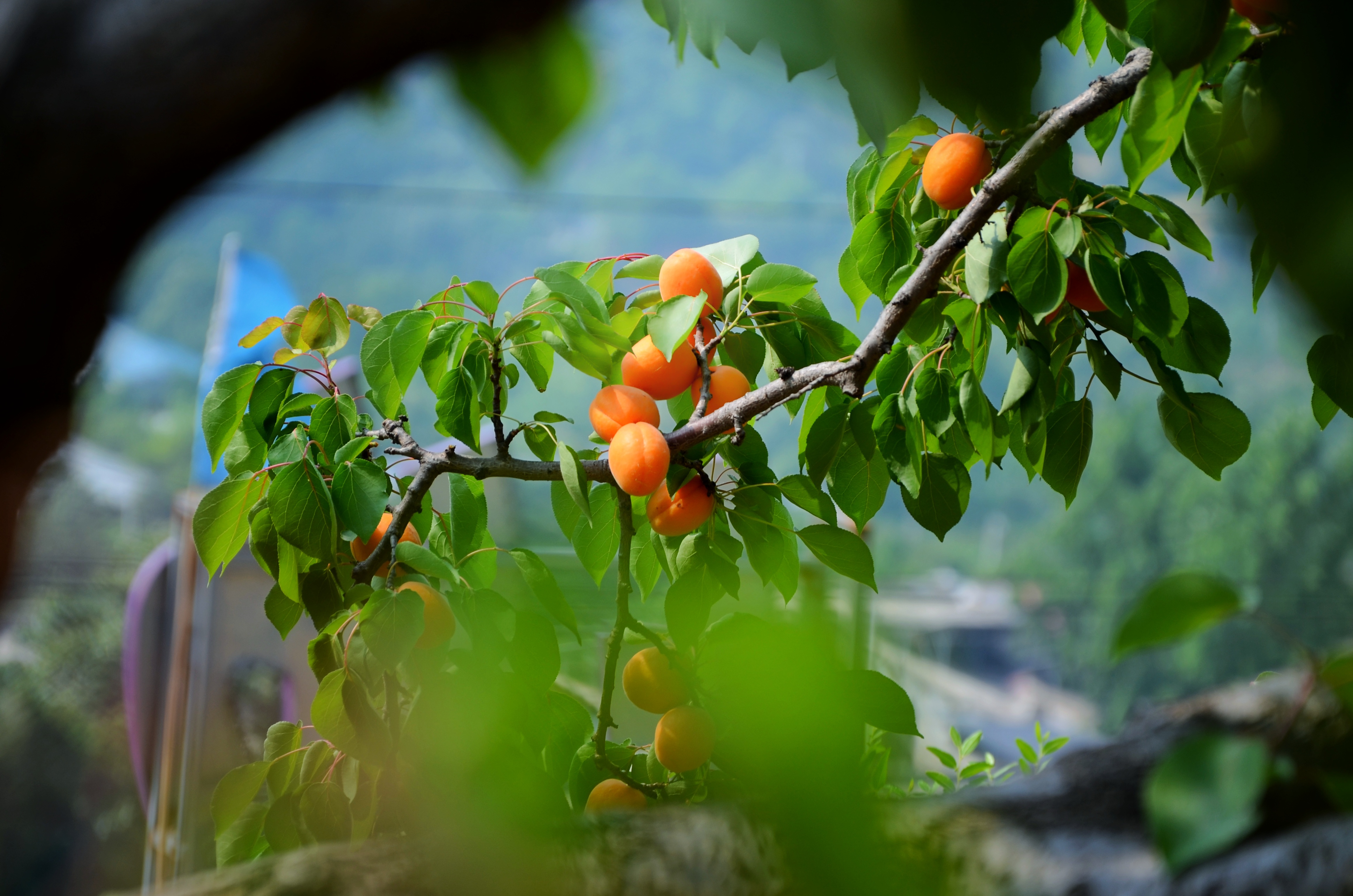 每日一景丨"杏"福闵庄 欢乐采摘