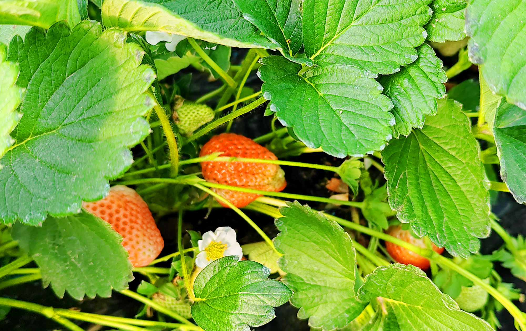 长葛这"90后"回村种地:卖草莓最多一天收入3000元!