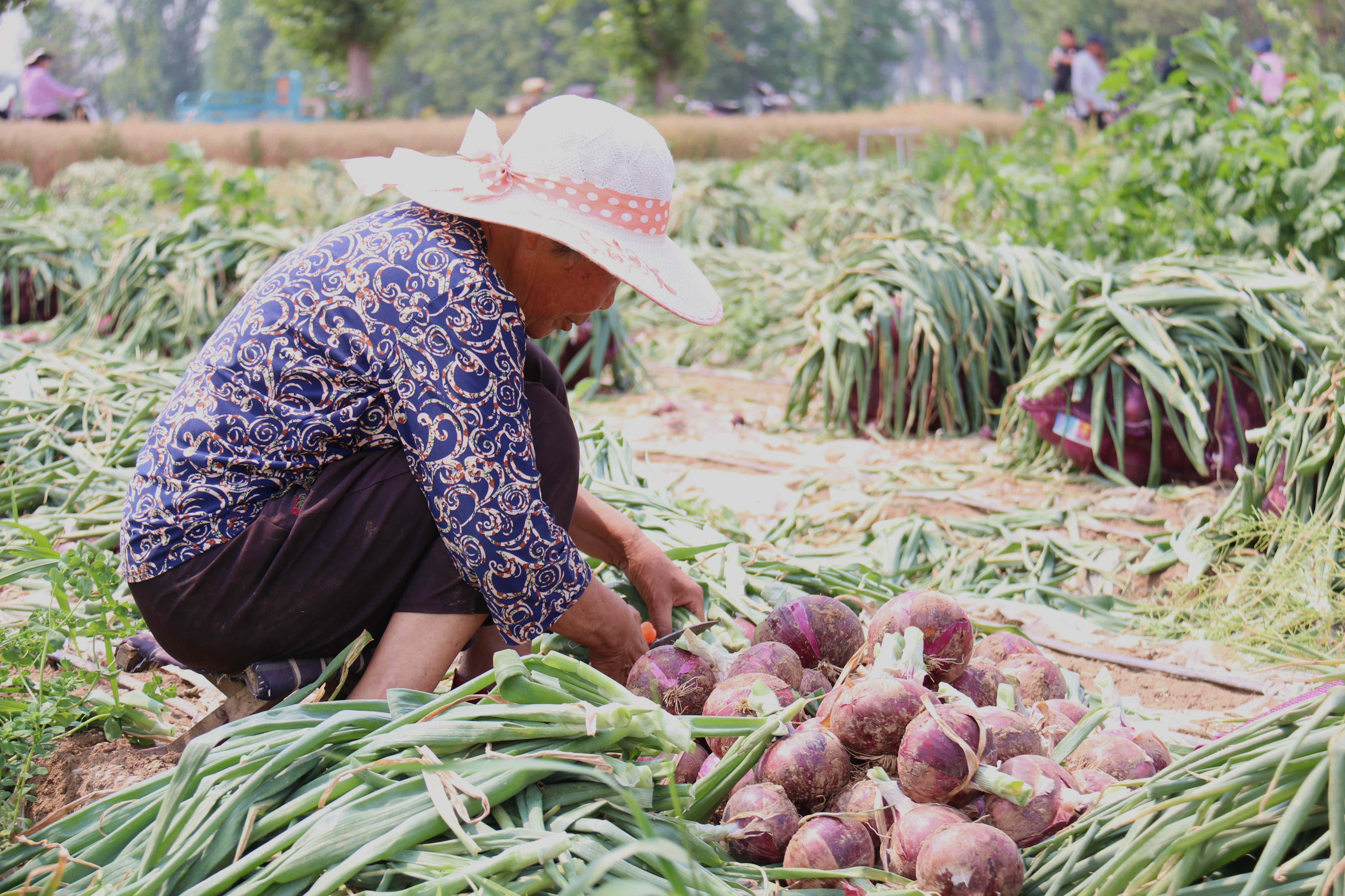 经过半年来的精心种植和科学管理,今年5月下旬洋葱迎来收获期,亩产在6