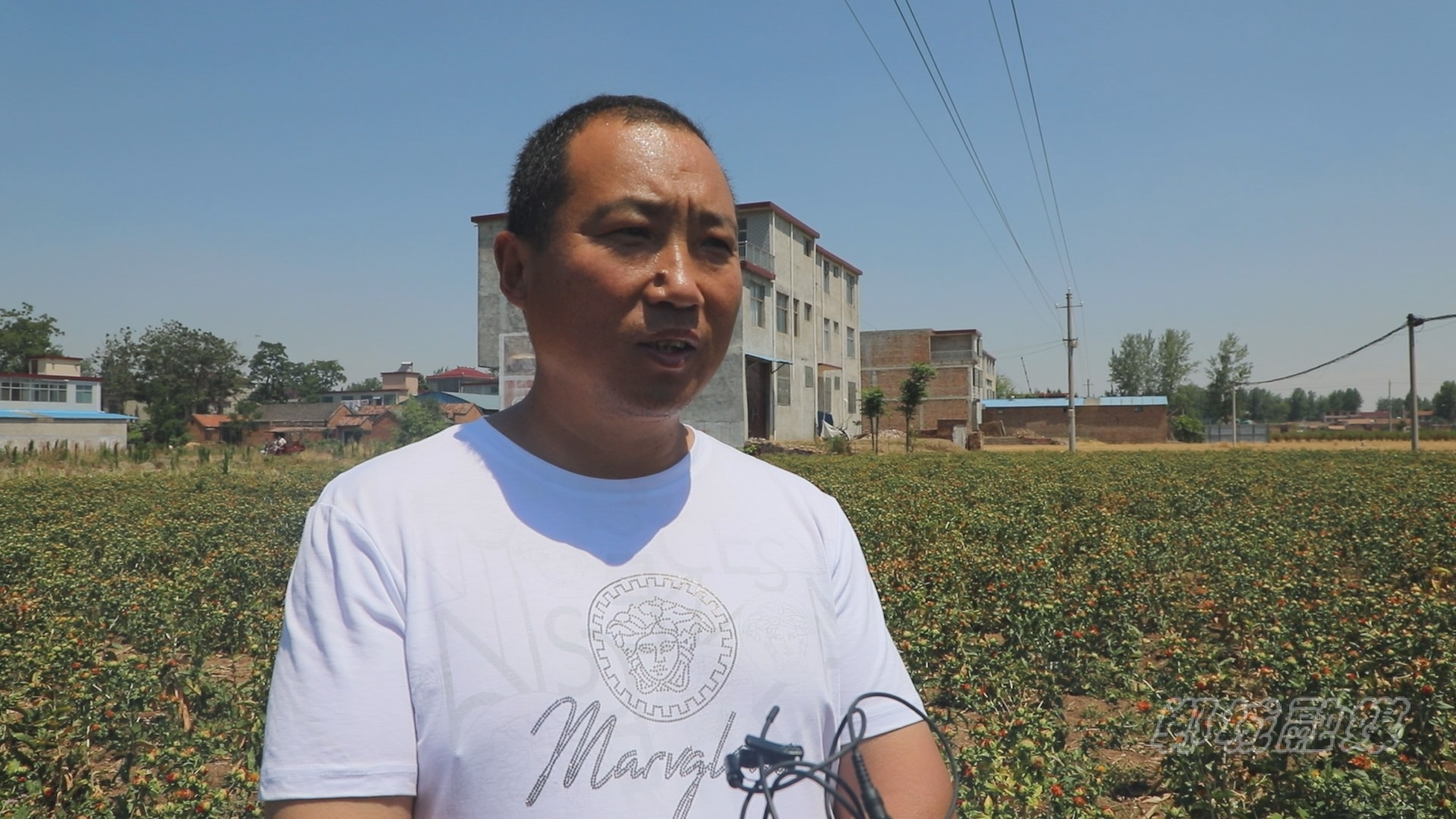 郸城县秋渠乡特色种植产业旺乡村振兴动力足