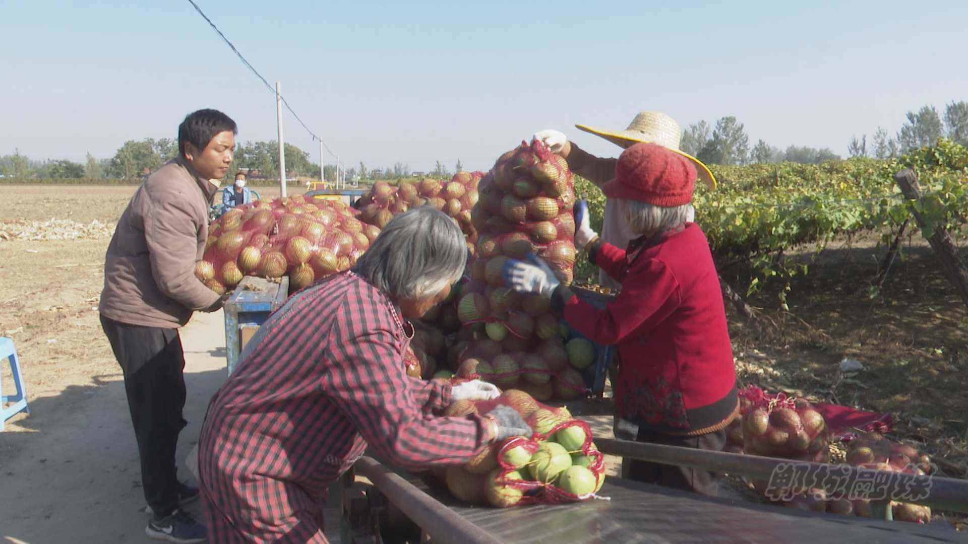 郸城县宁平镇百亩瓜蒌获丰收村民增收喜心头