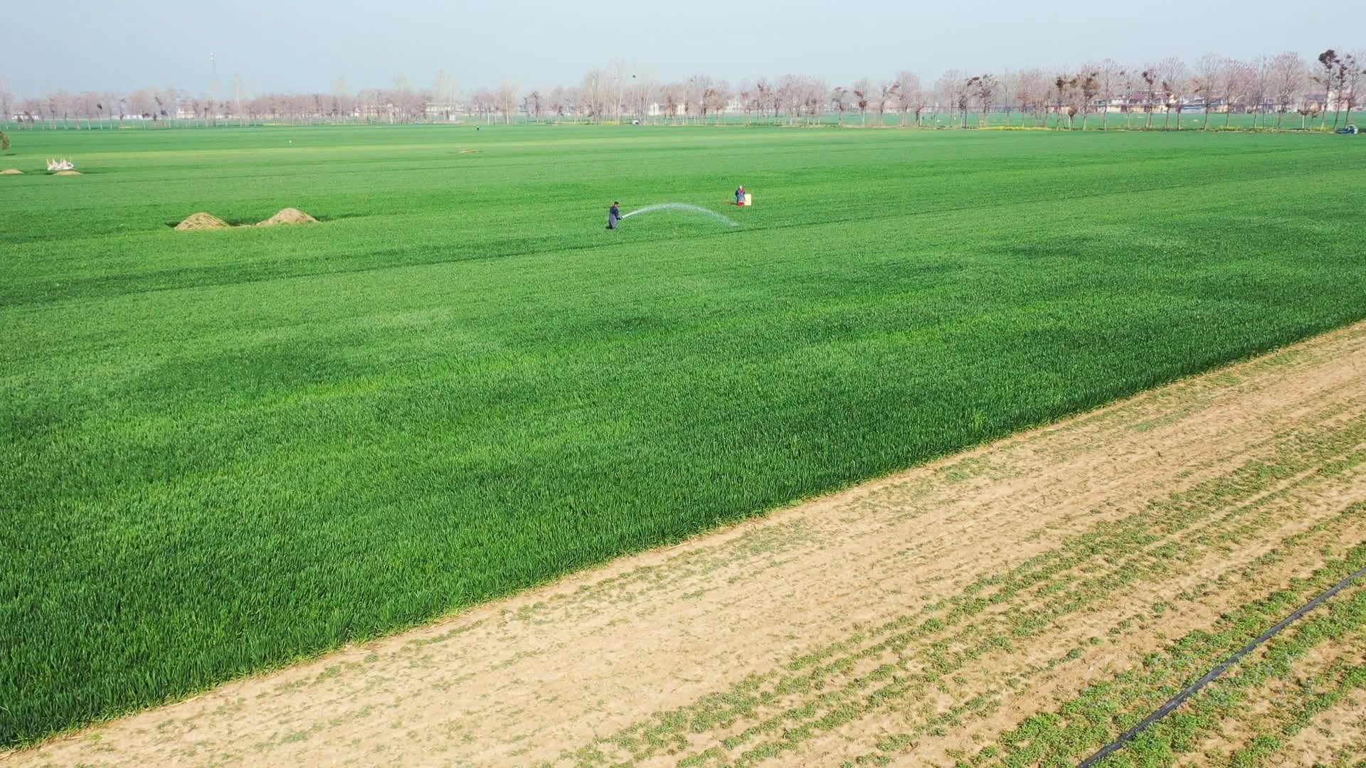 郸城县石槽镇小元胡成为群众致富金豆豆