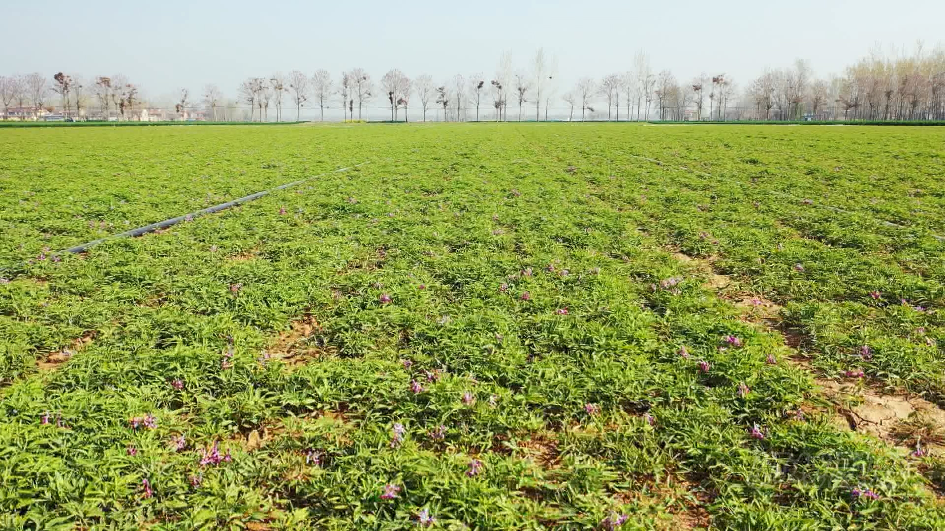 尝到甜头的刘天增积极带动周边村民参与到元胡种植行列中来,并为他们
