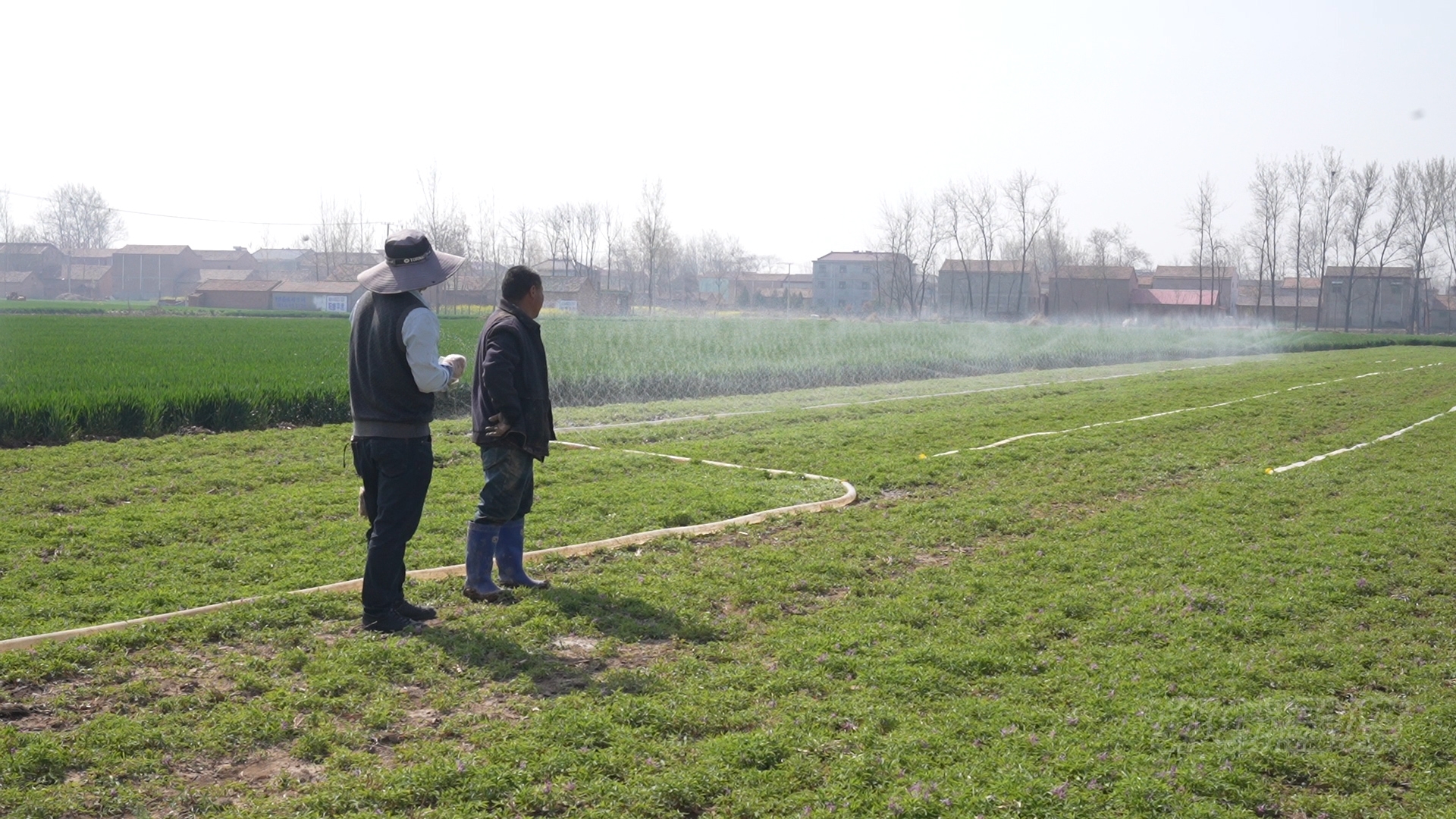 郸城县石槽镇小元胡成为群众致富金豆豆