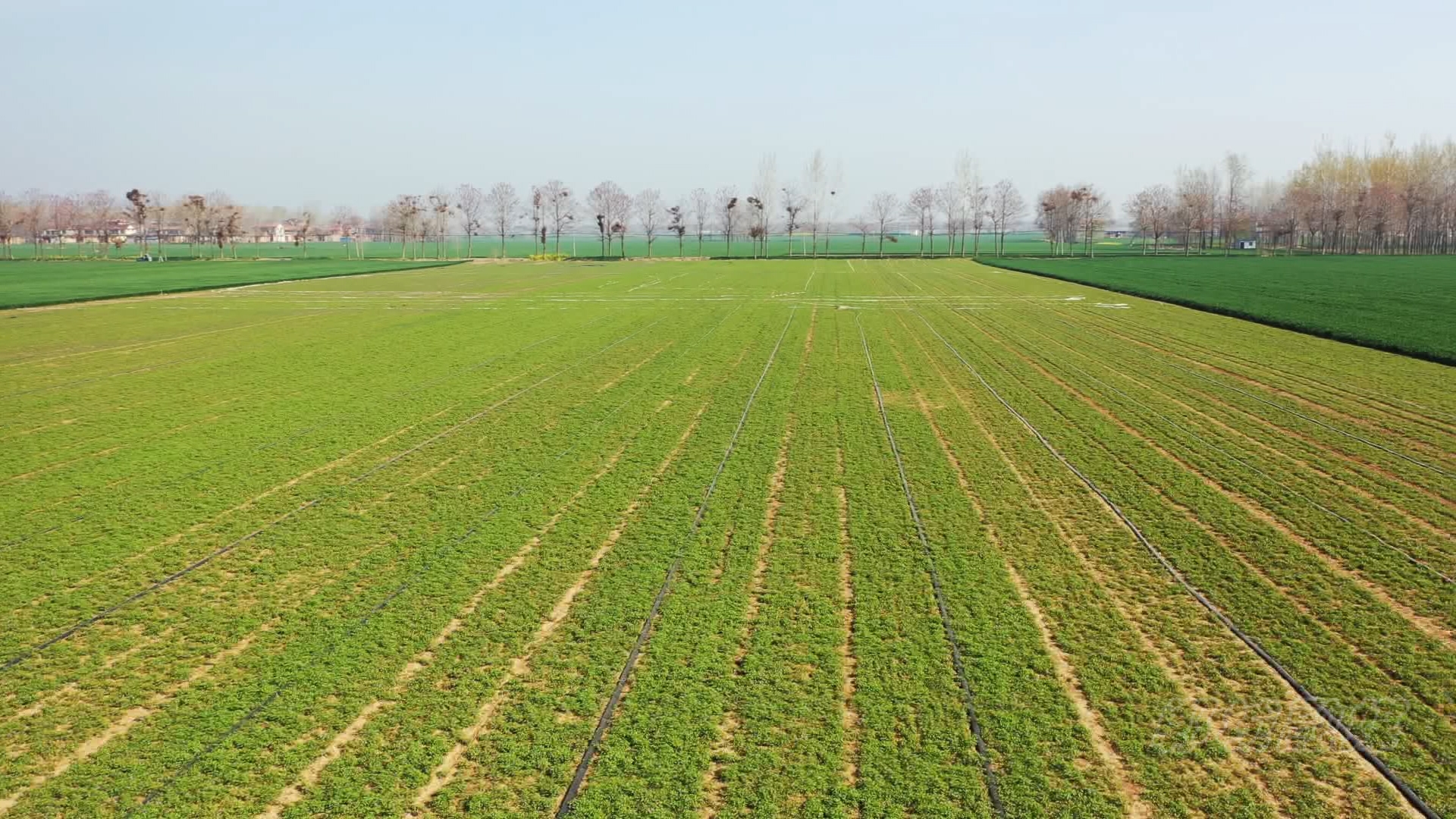 郸城县石槽镇小元胡成为群众致富金豆豆