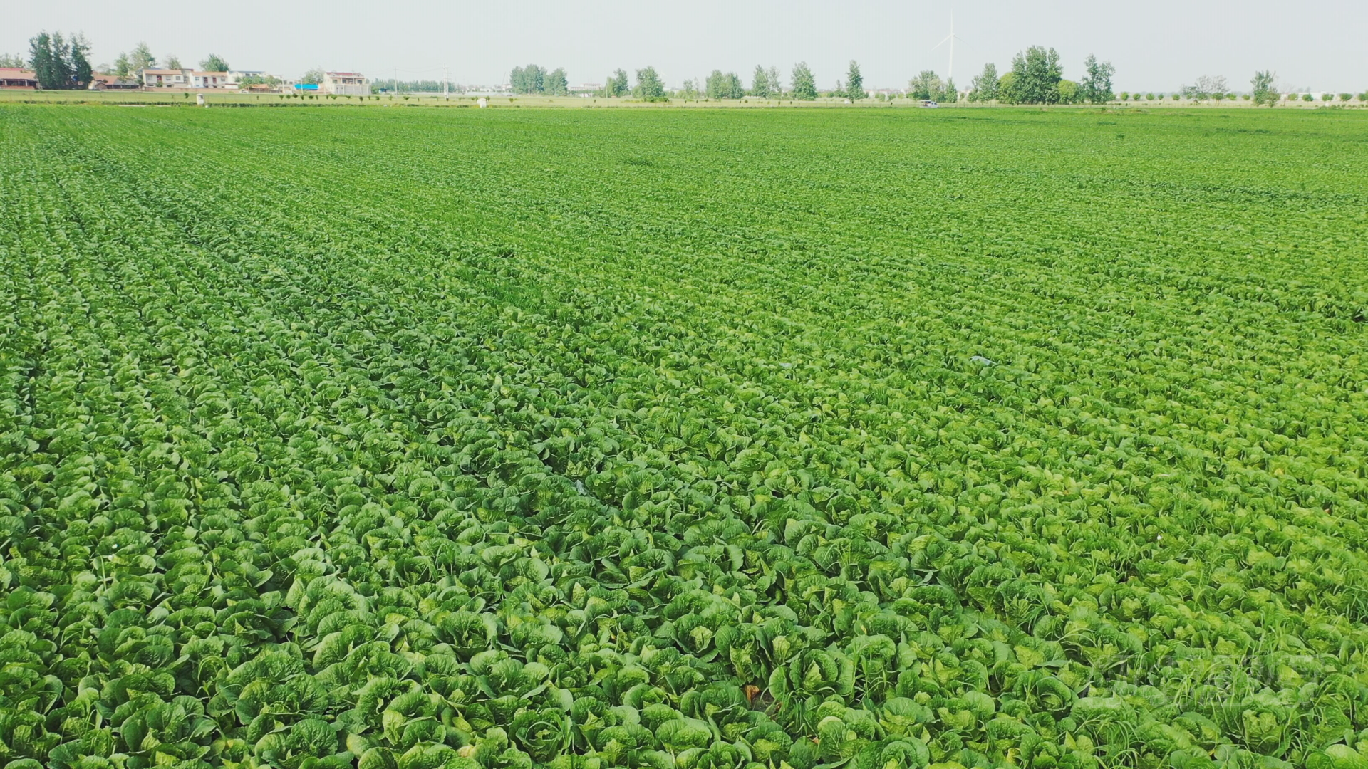郸城千亩娃娃菜喜获大丰收