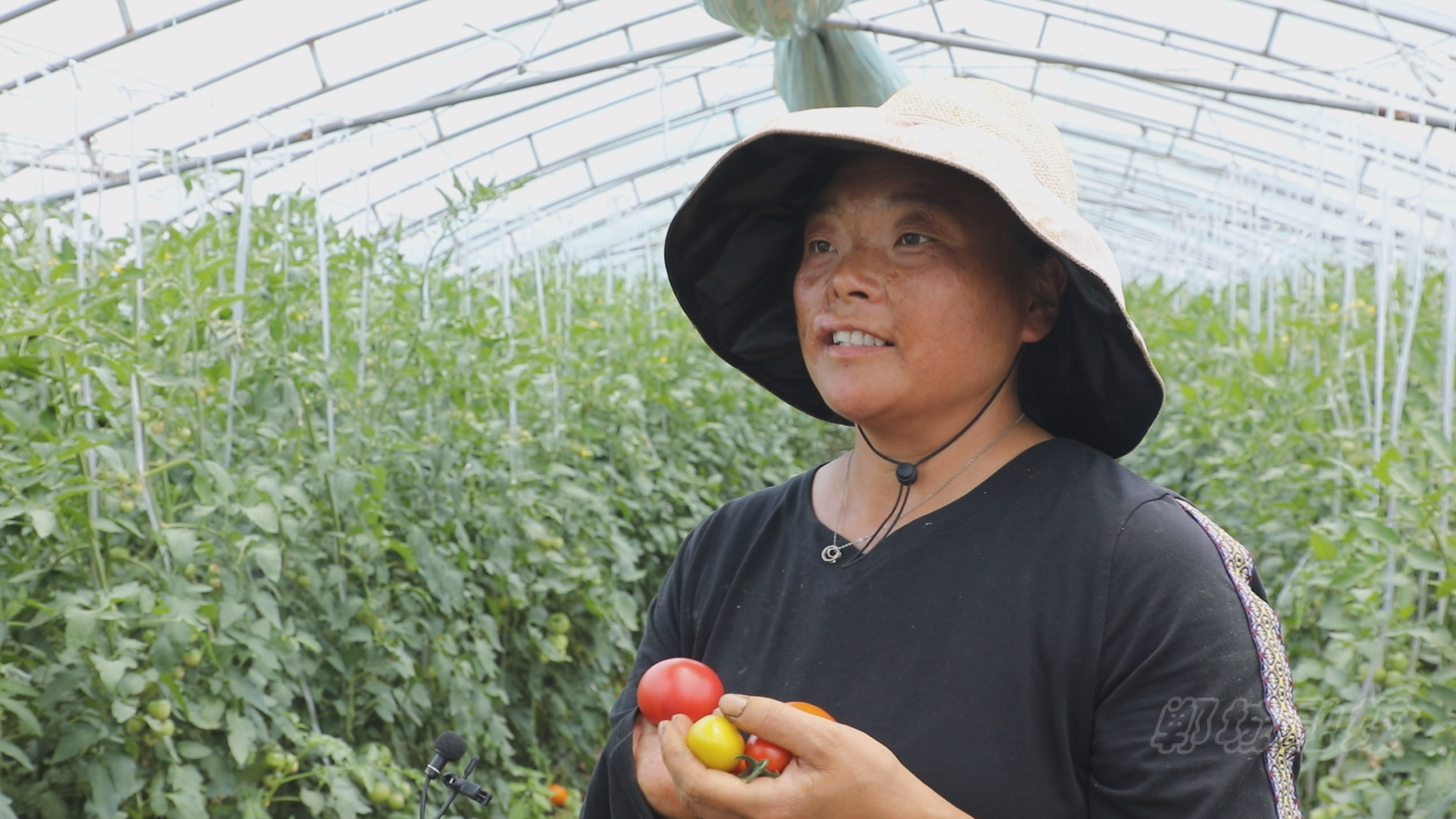 郸城县宁平镇发展一村一品赋能乡村振兴