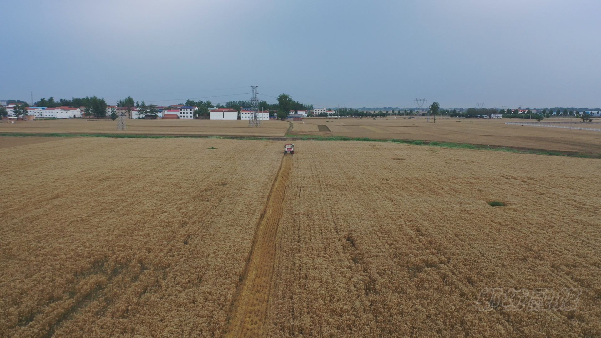 三夏进行时郸城农高区560亩紫色富硒小麦迎来收获季