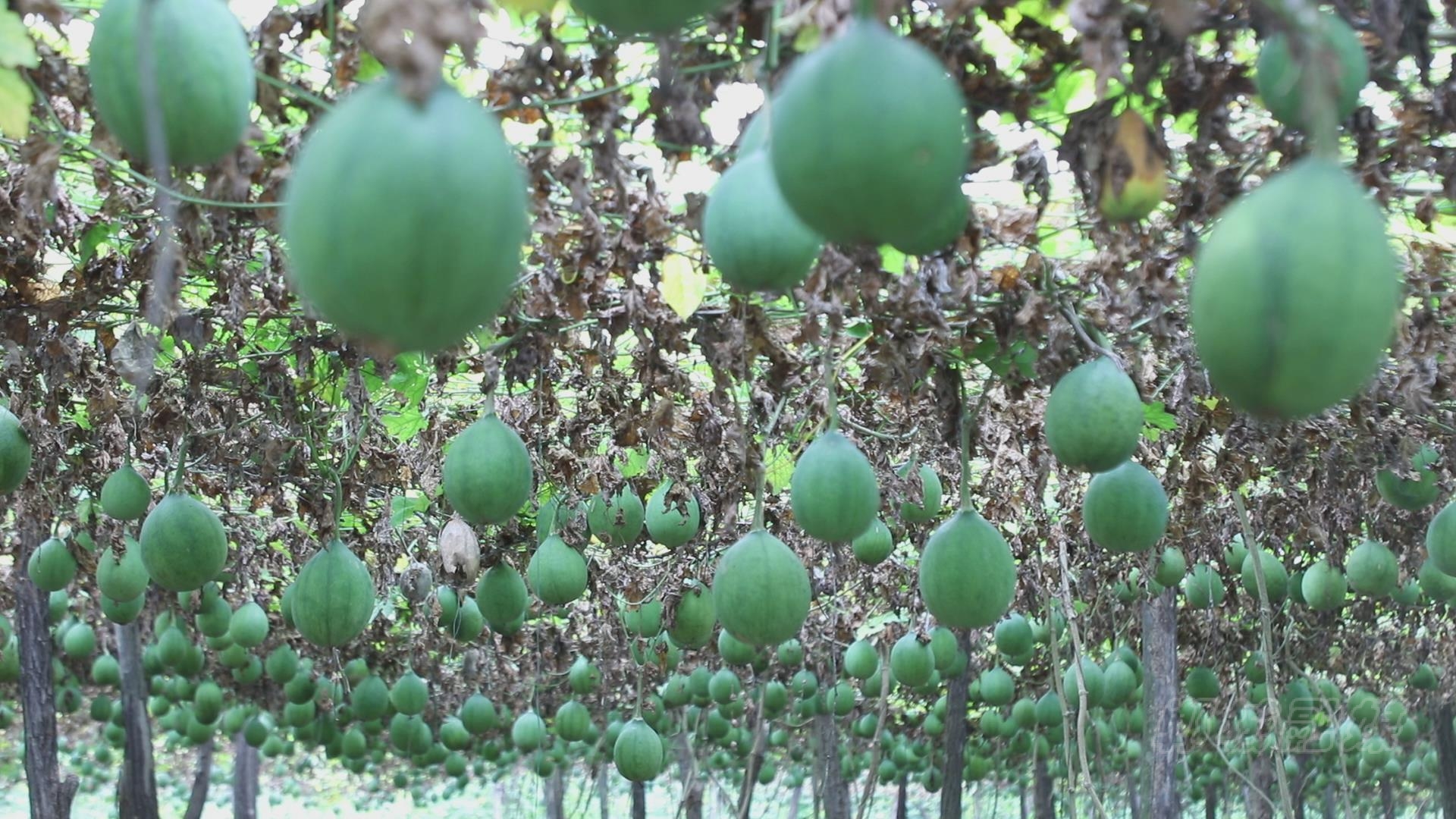 调整产业种植结构,大力发展瓜蒌特色种植产业,让小瓜蒌鼓起群众钱袋子