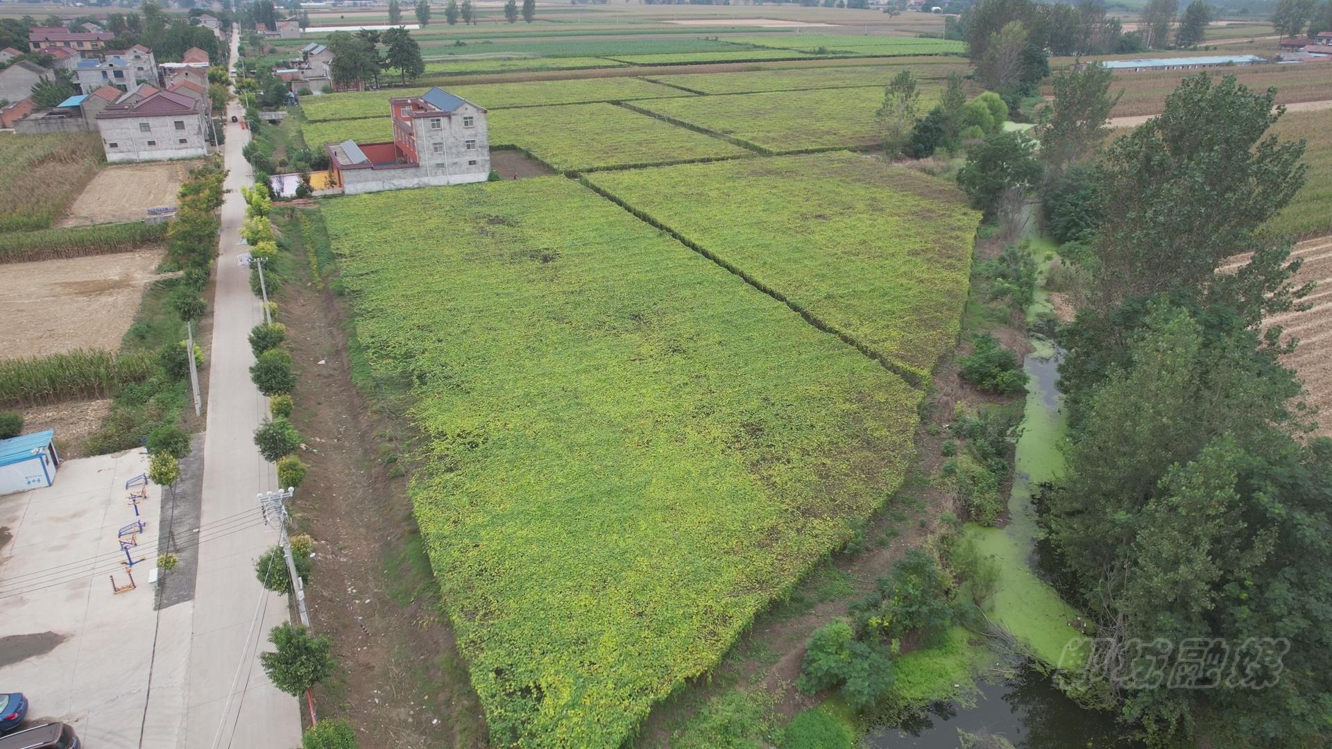 首页>头条>正文>近年来,郸城县宁平镇围绕乡村振兴发展目标,以农业