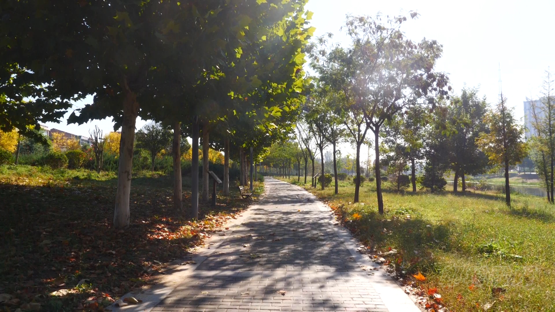 郸城县洺河两岸秋色宜人