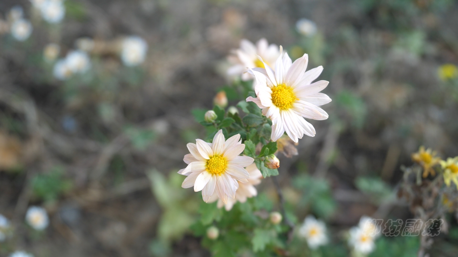 郸城县洺河两岸秋色宜人
