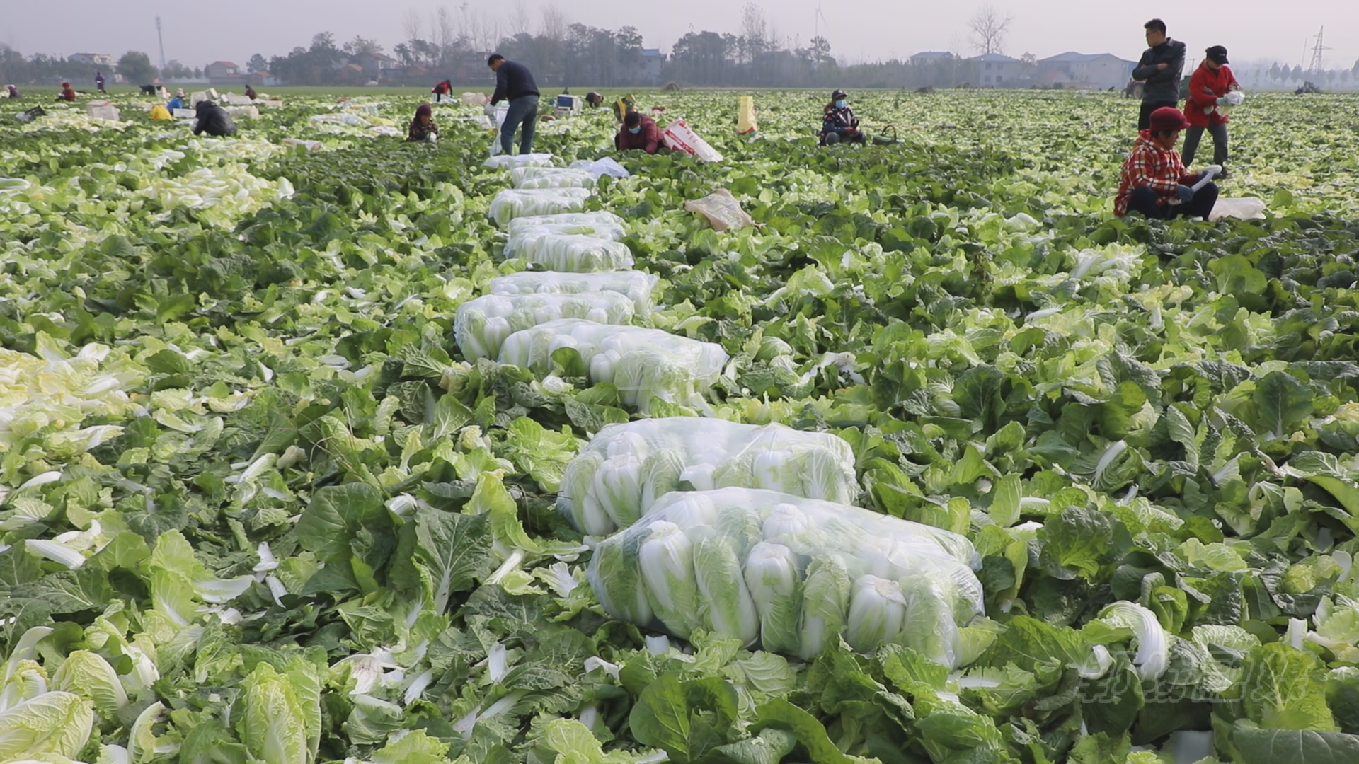 首页>郸城县融媒体中心>正文>娃娃菜种植户魏进伟说:"今年这个菜长势