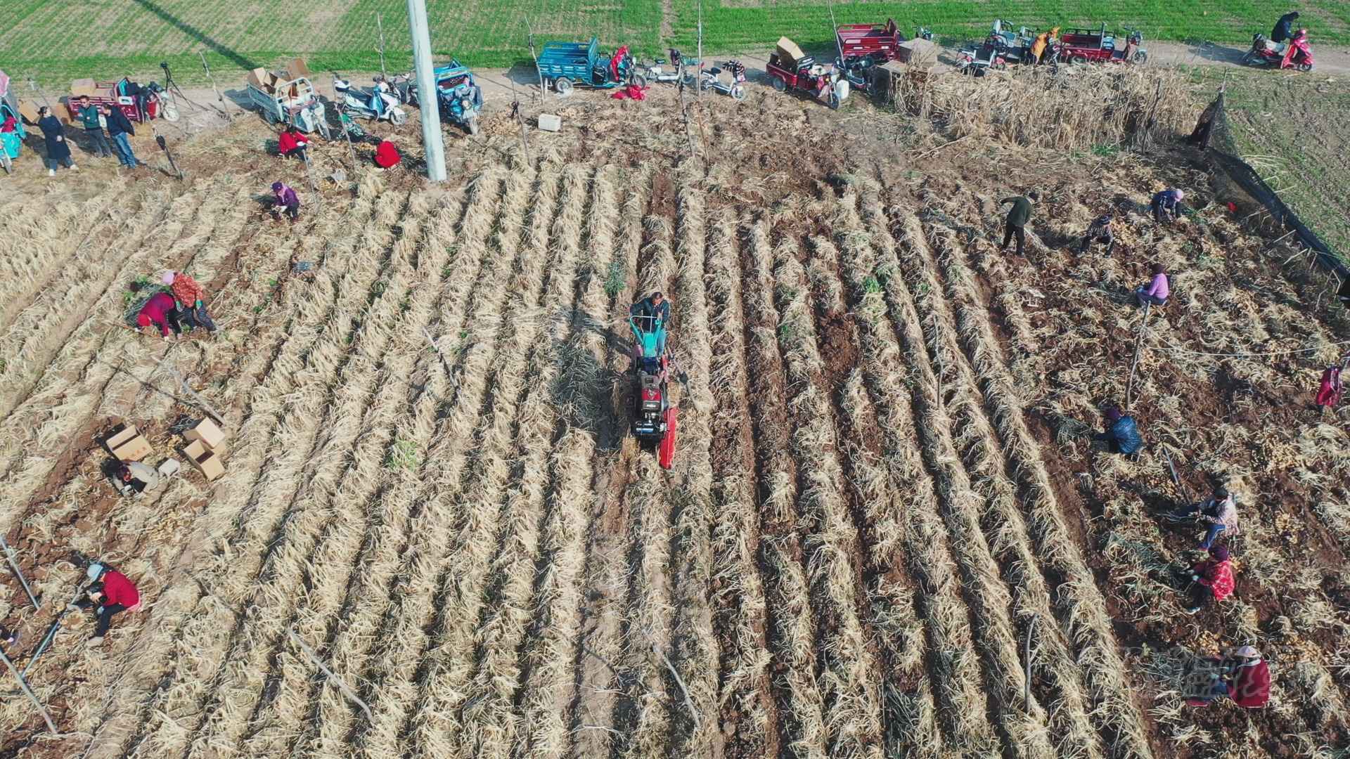 郸城县虎岗乡富农兴村姜来可期