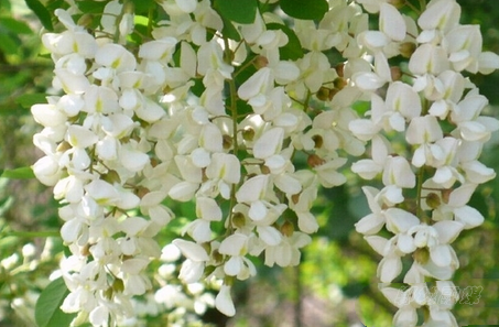 春天野菜赛黄金-大象网