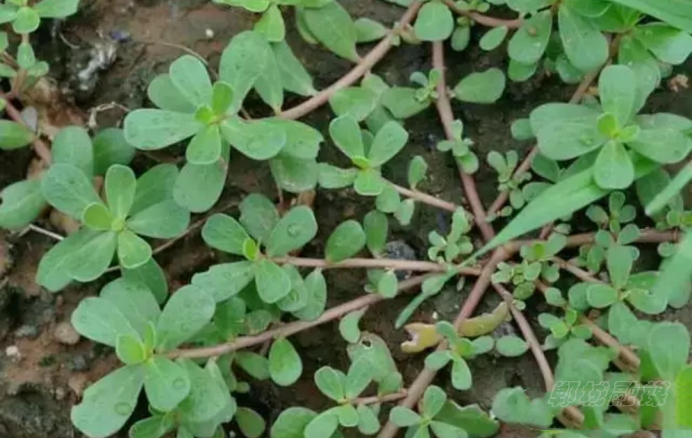 马不留野菜图片图片