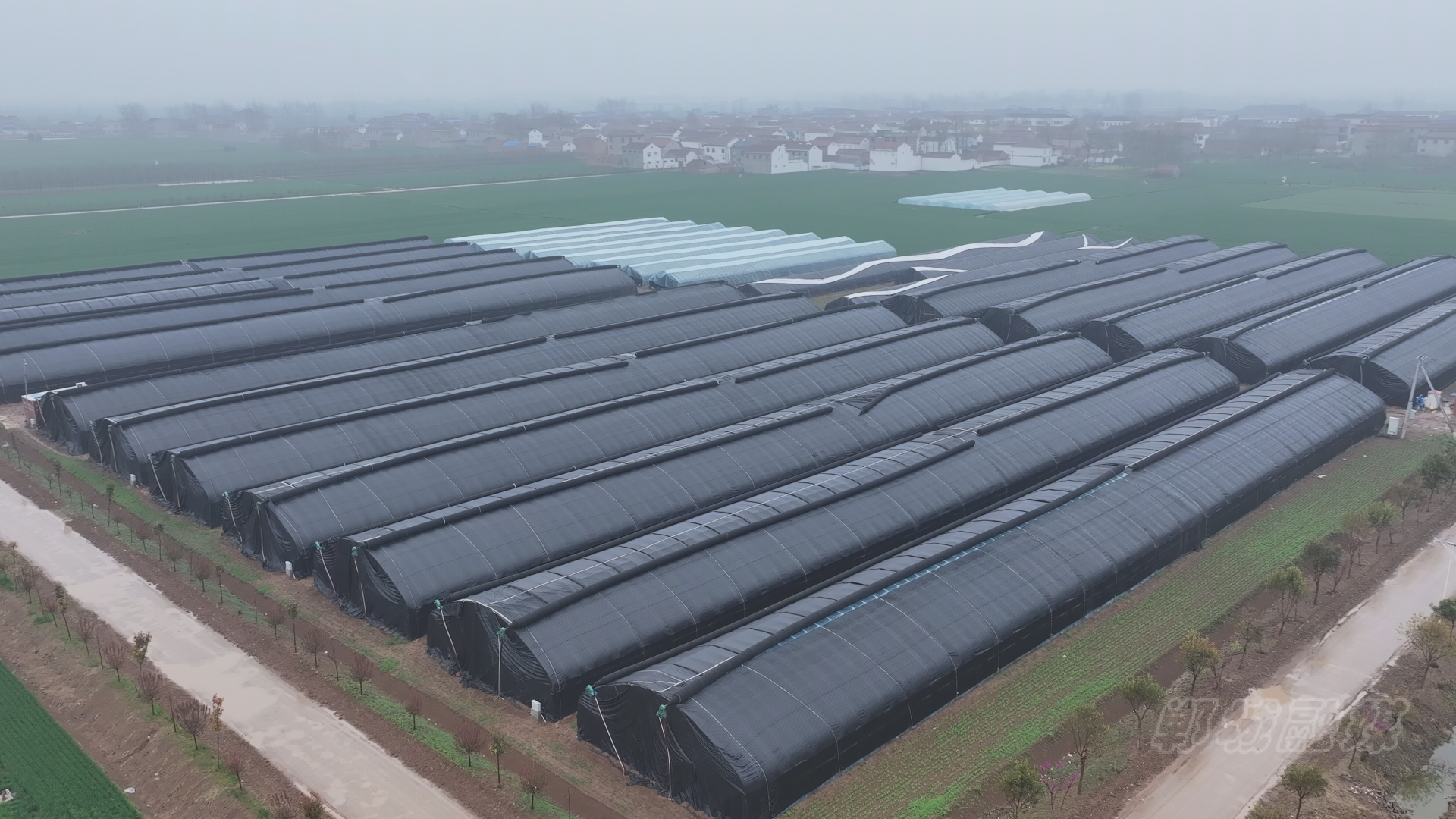 郸城:小小羊肚菌 增收大产业-大象网