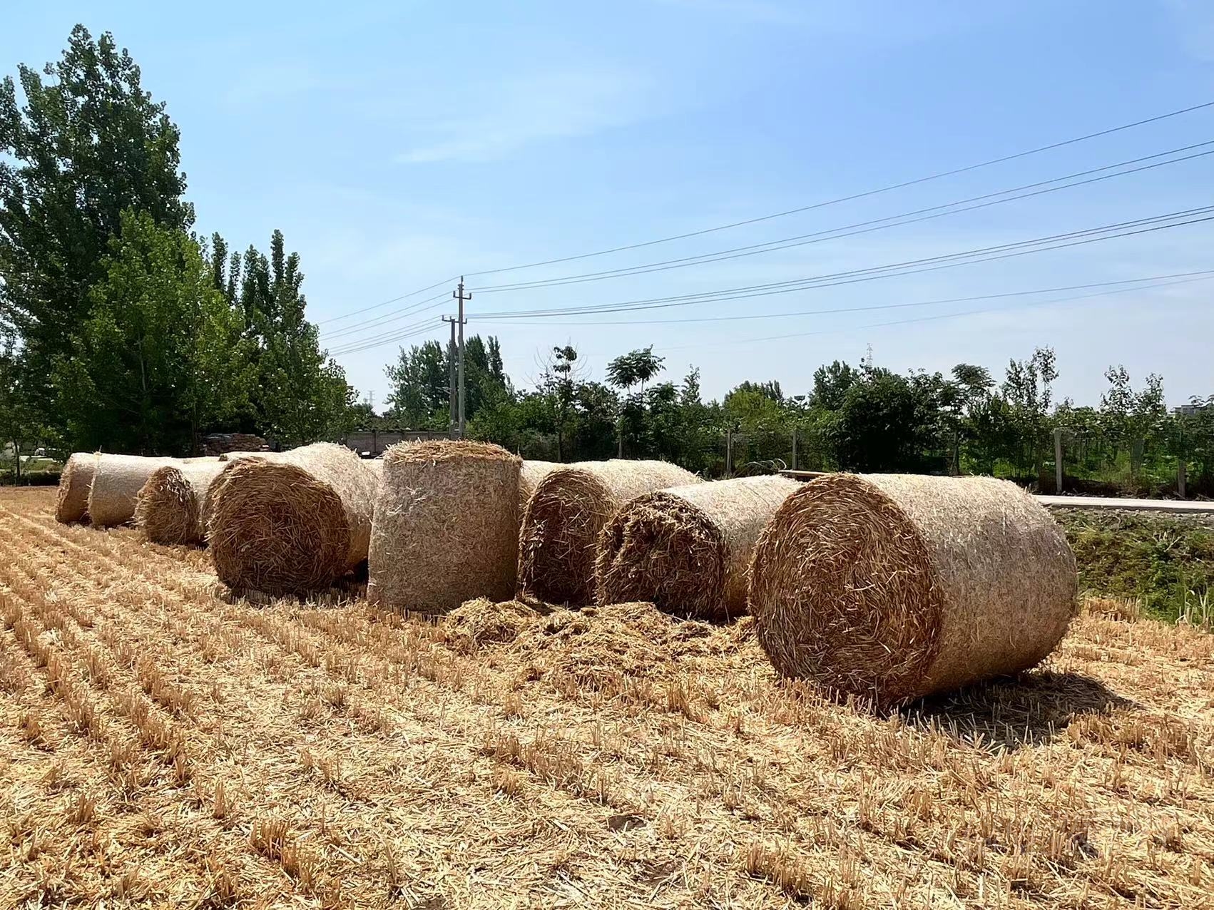 郸城县城郊乡:秸秆"打包"回收忙 变废为宝促增收