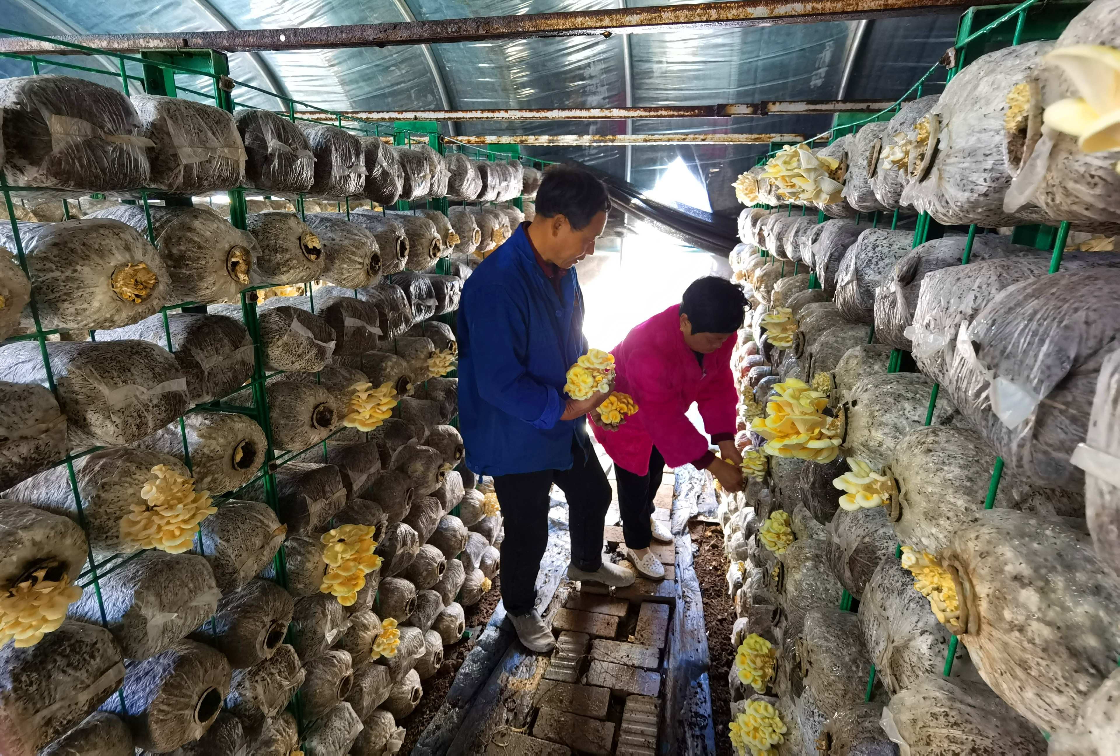 的天空飘过一朵朵白云,30余座菌类种植大棚错落有致分布在山沟两沿