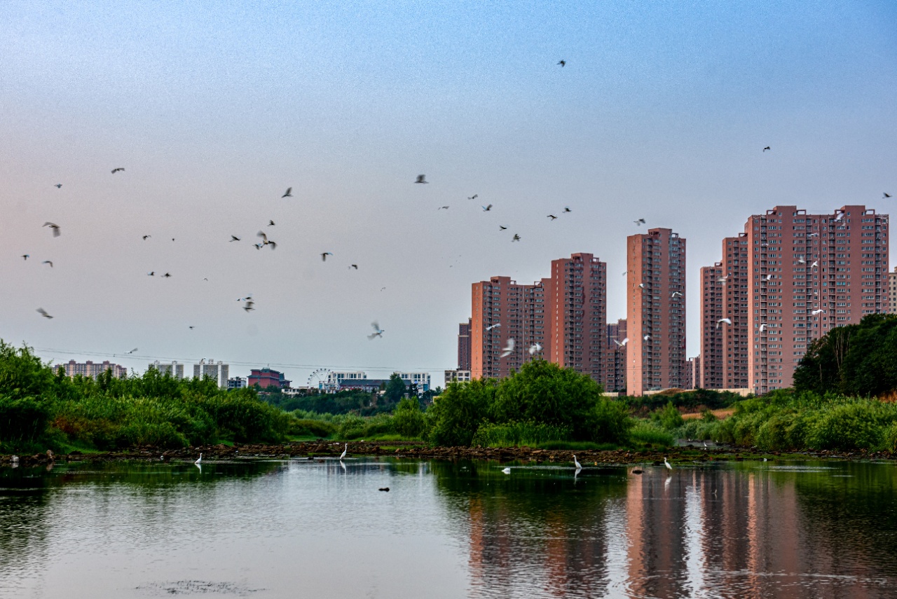 邓州市湍河湿地白鹭飞