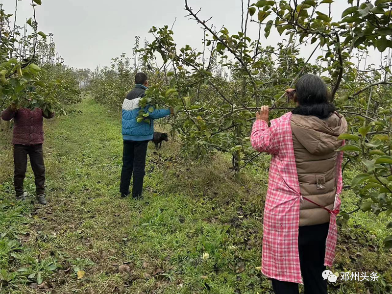 邓州市张楼乡多措并举促林业提质增效