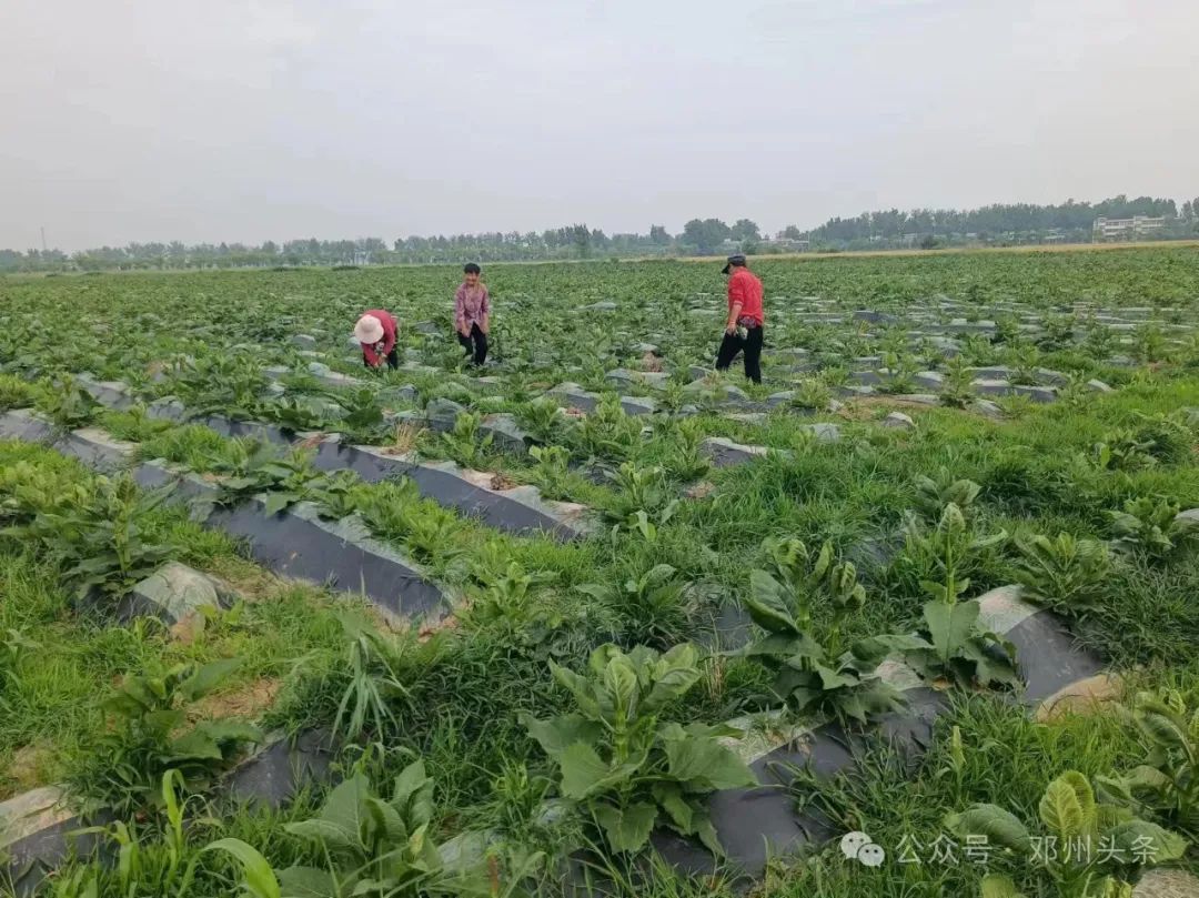 邓州市孟楼镇:"香草"飘香群众增收