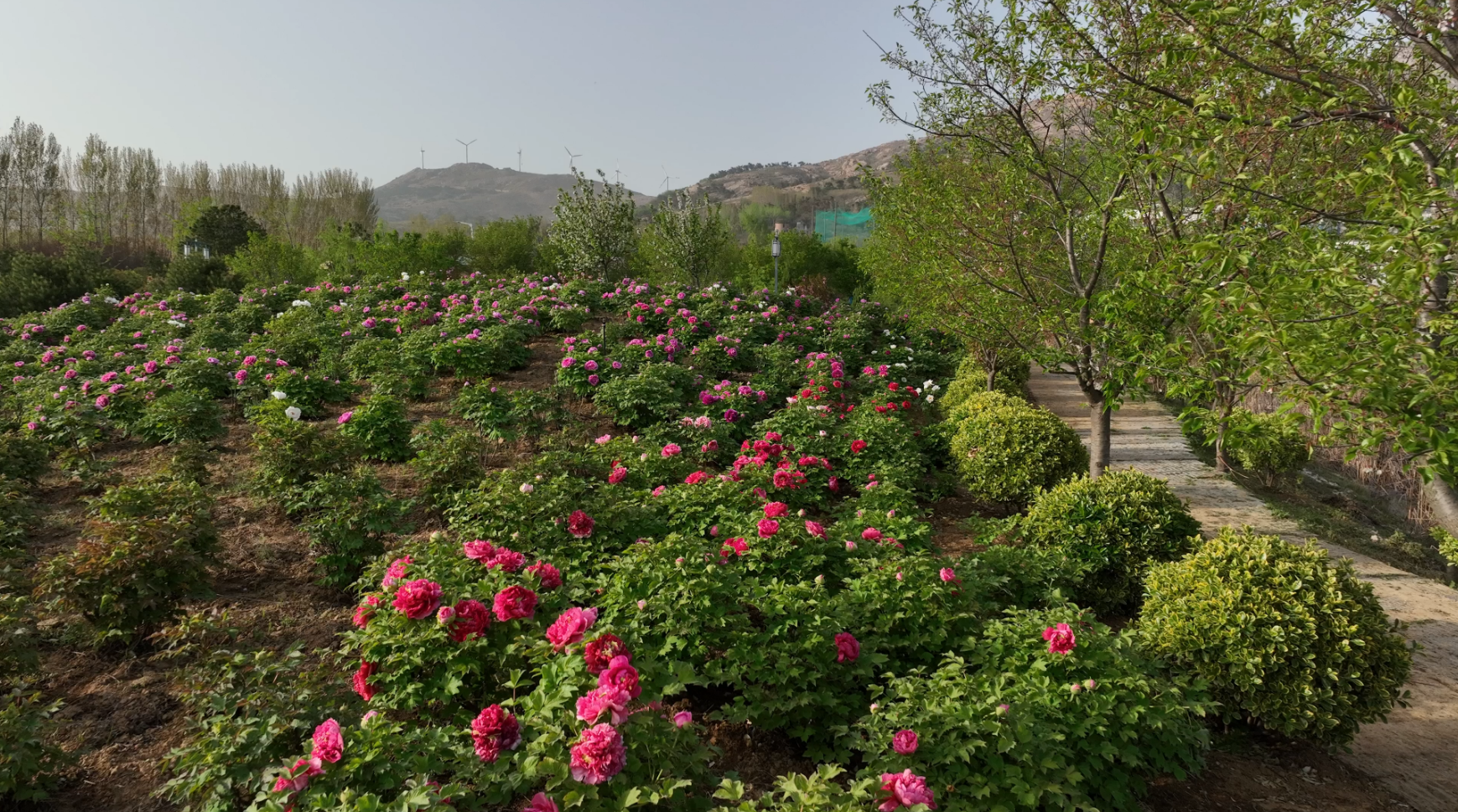 菏泽市牡丹花苗批发市场地址