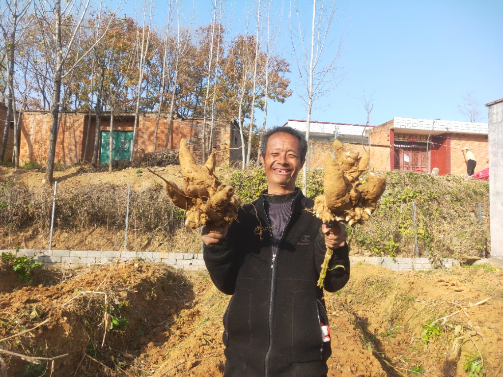 方城青年闫磊返乡创业种玄参带动乡邻土里刨金