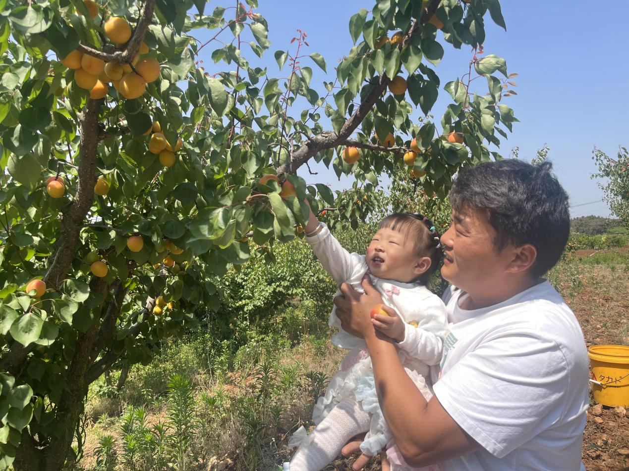 杏熟果飘香 满园"丰"景采摘忙