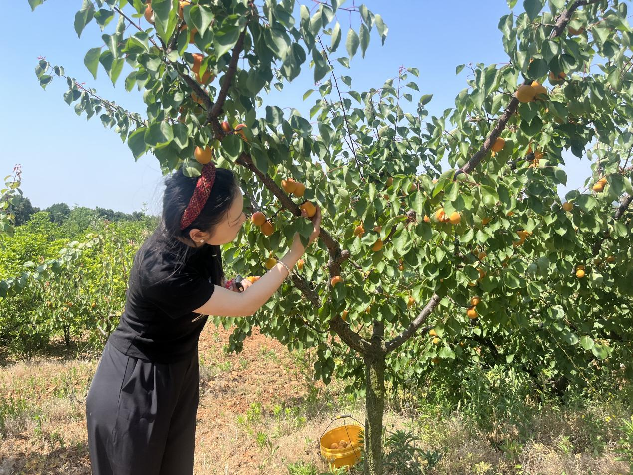 杏熟果飘香 满园"丰"景采摘忙