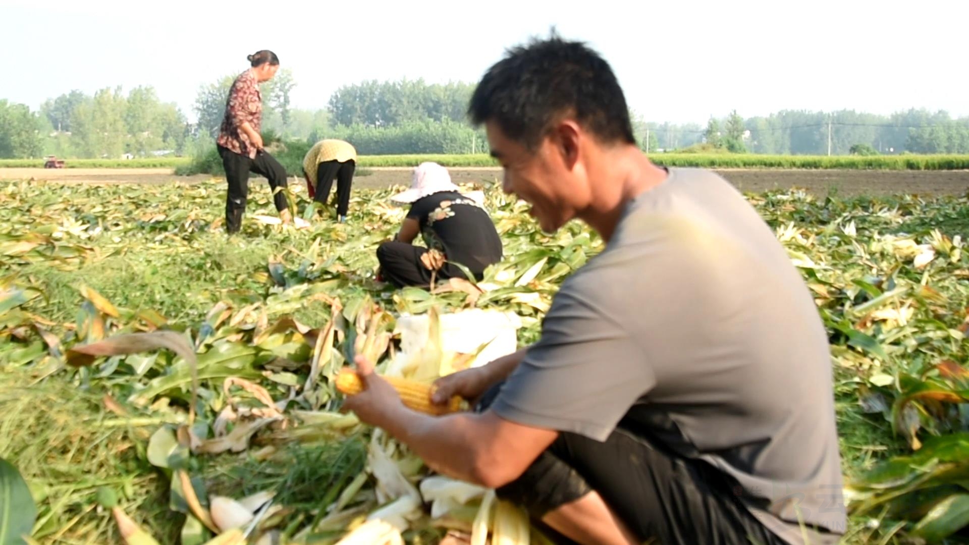 淮滨:初秋好"丰"景 玉米收获忙