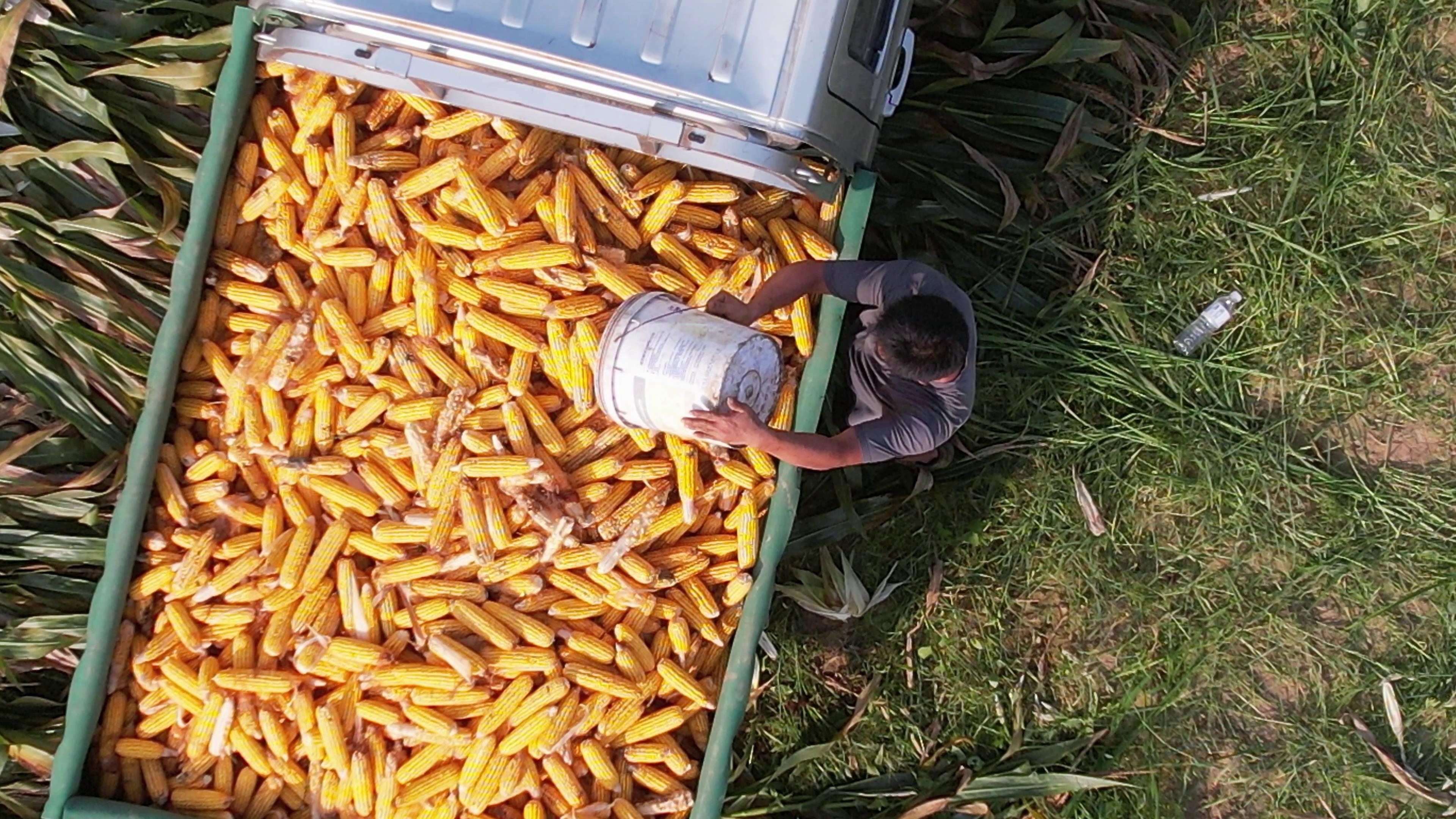 淮滨:初秋好"丰"景 玉米收获忙