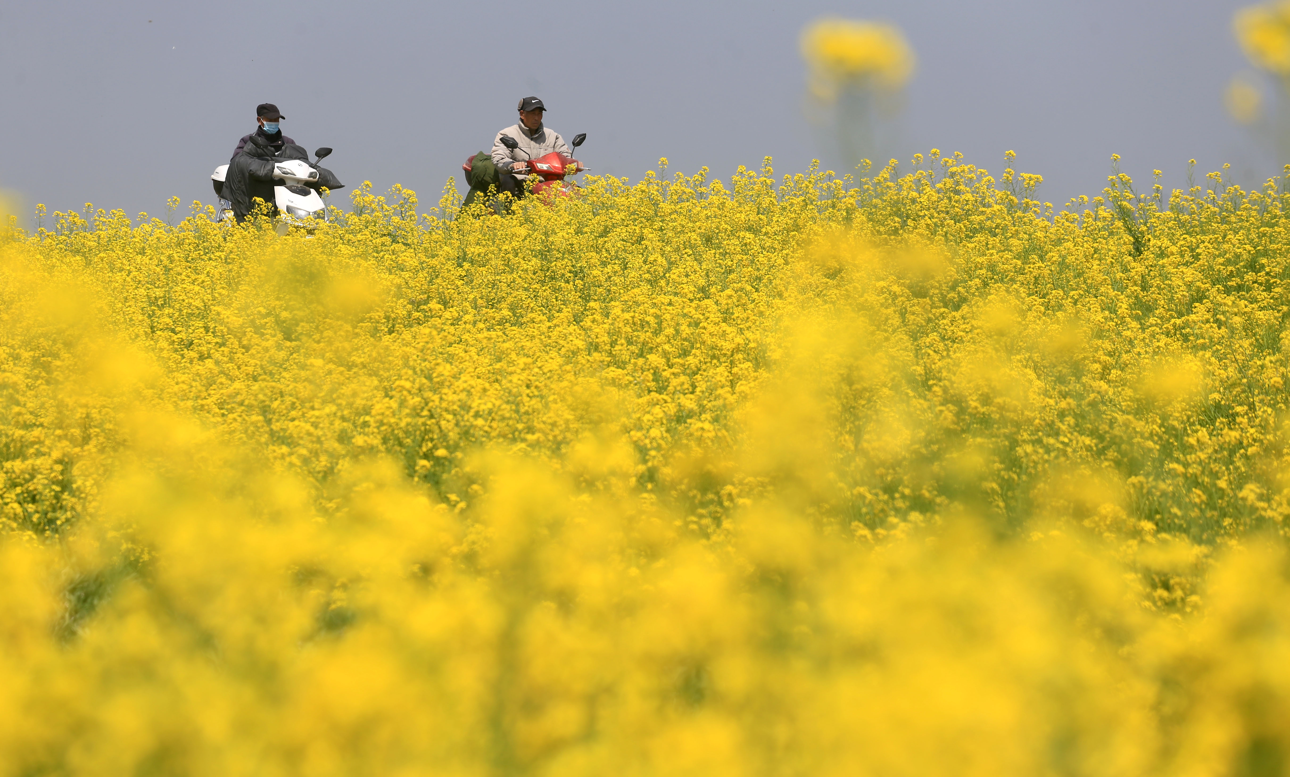 沐浴着春光的油菜花.