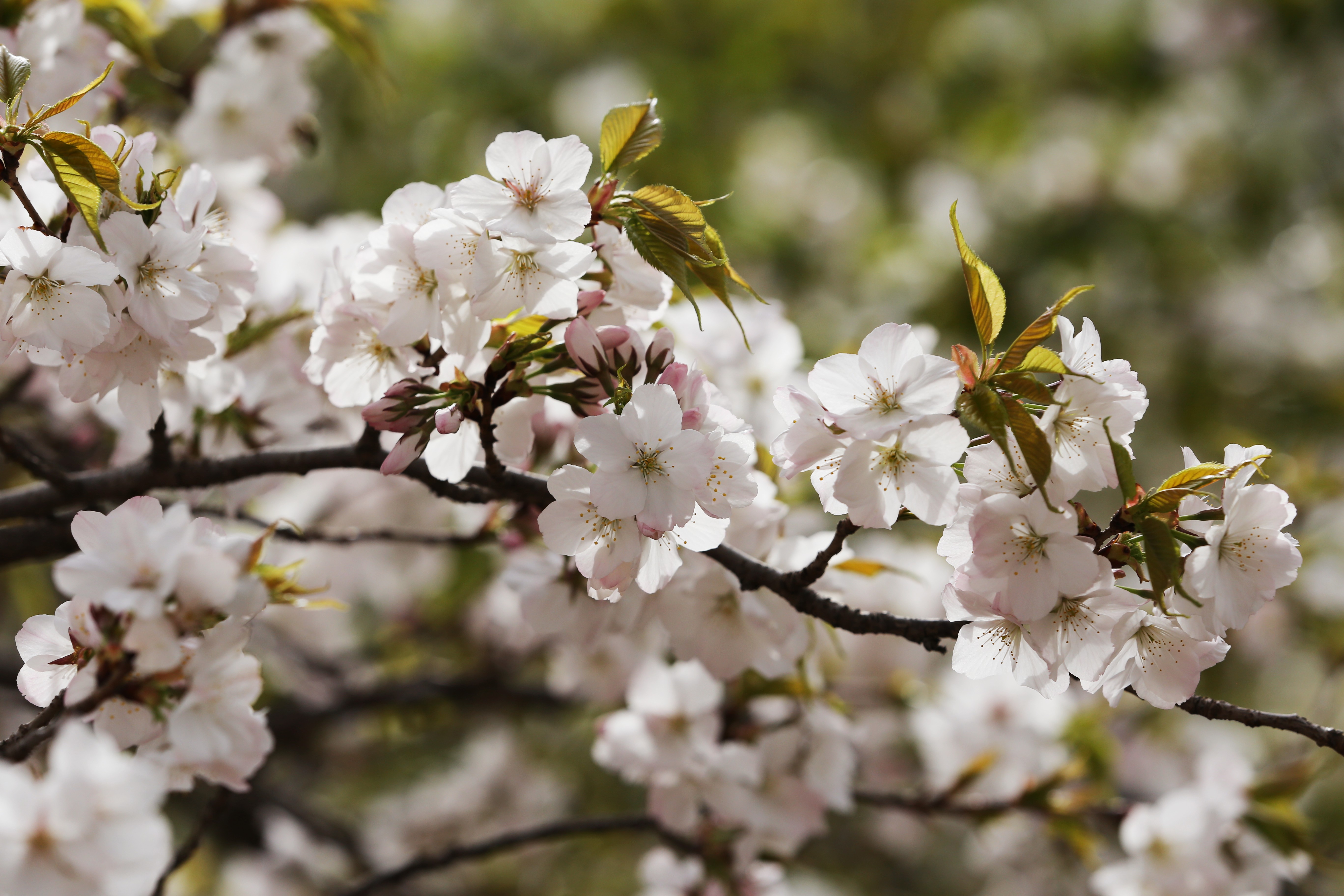 太美了春天里的滑县