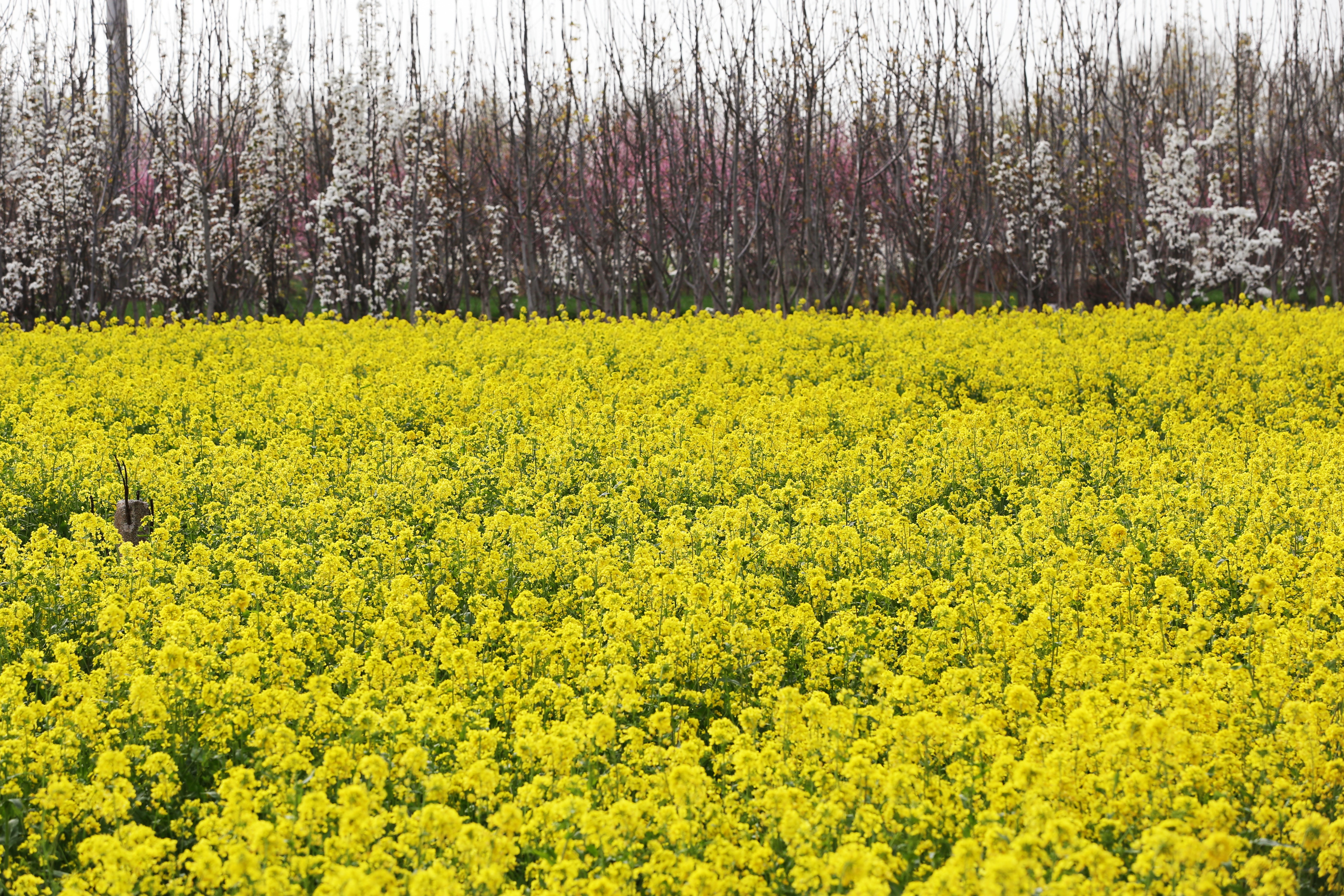 太美了春天里的滑县