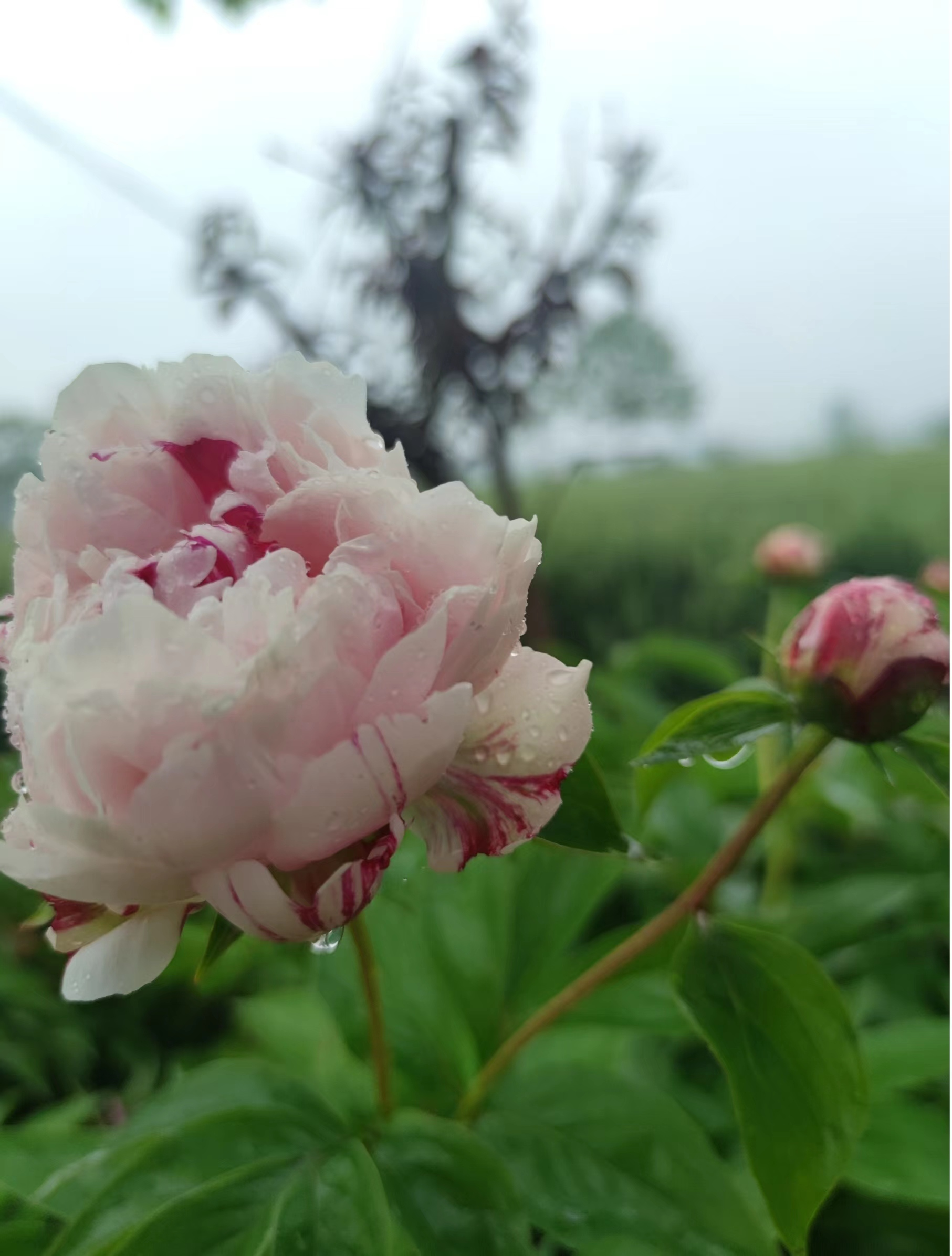 滑县雨中芍药争奇斗艳