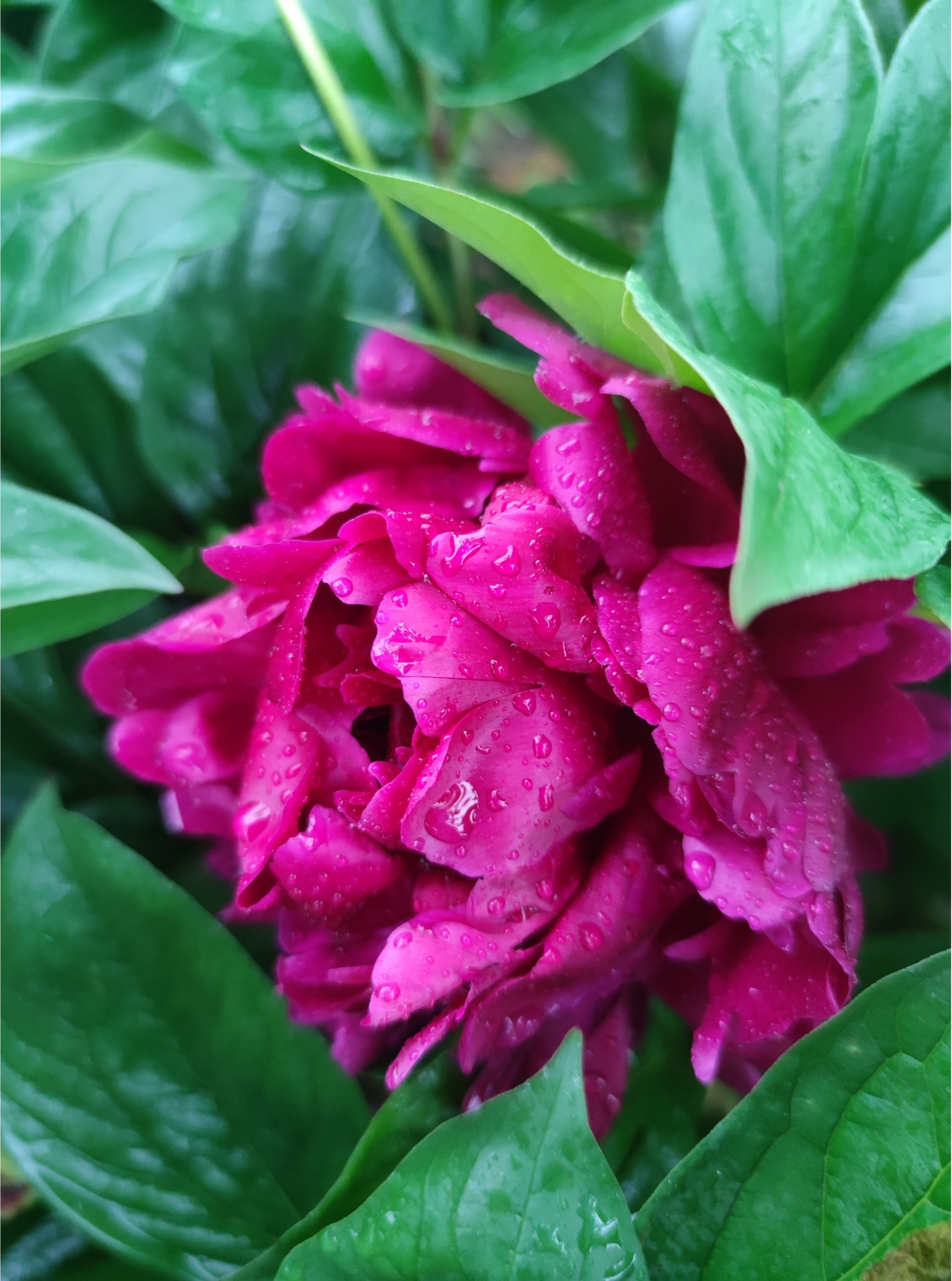 滑县雨中芍药争奇斗艳