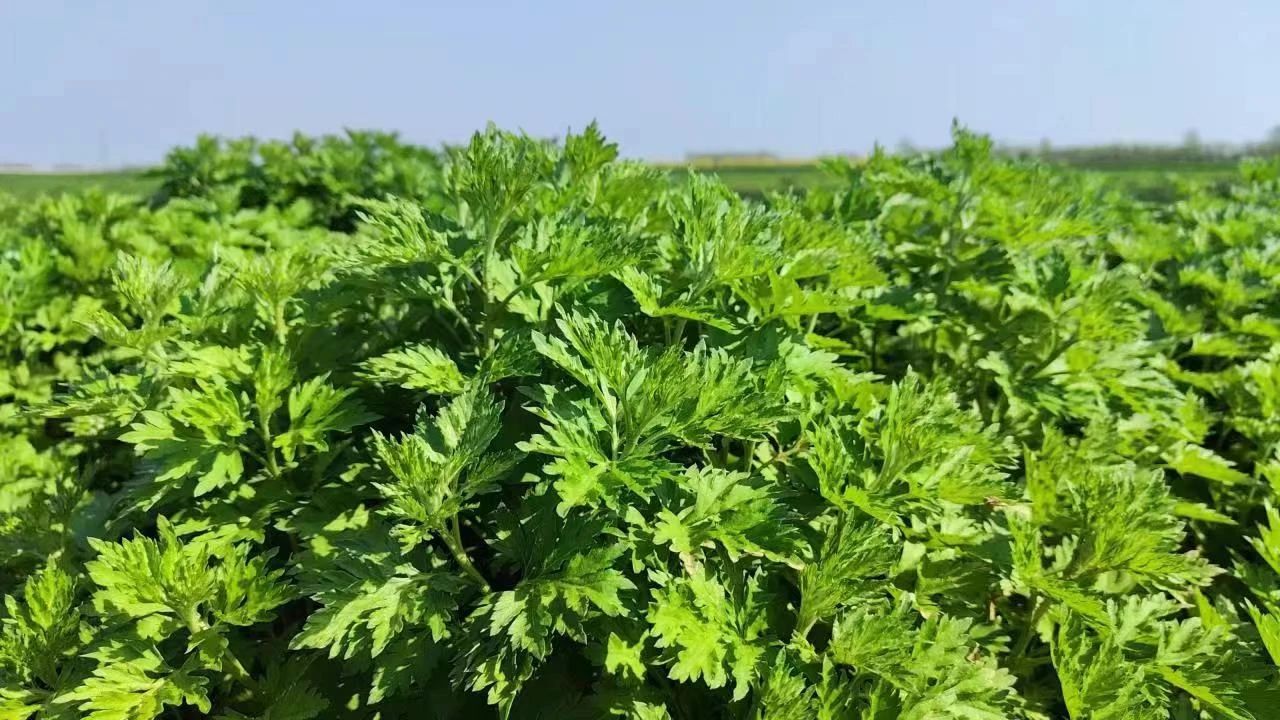 许昌市建安区艾草桂村的一张新名片