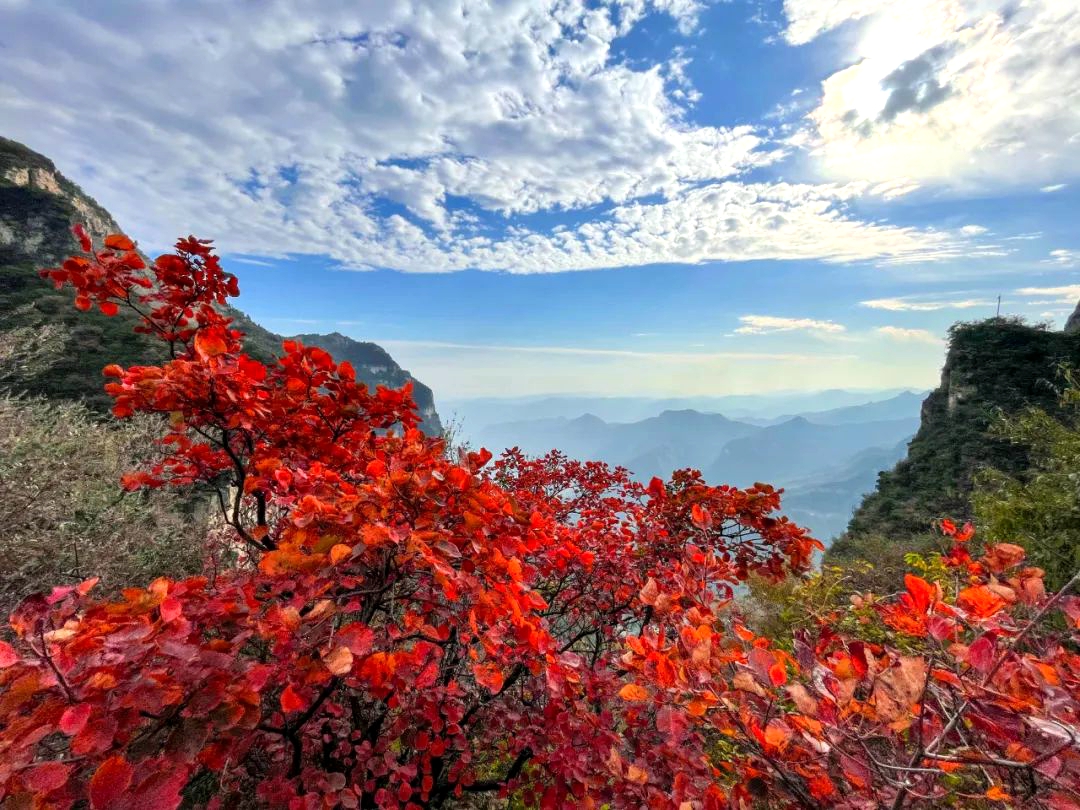 焦作市万山红遍层林尽染